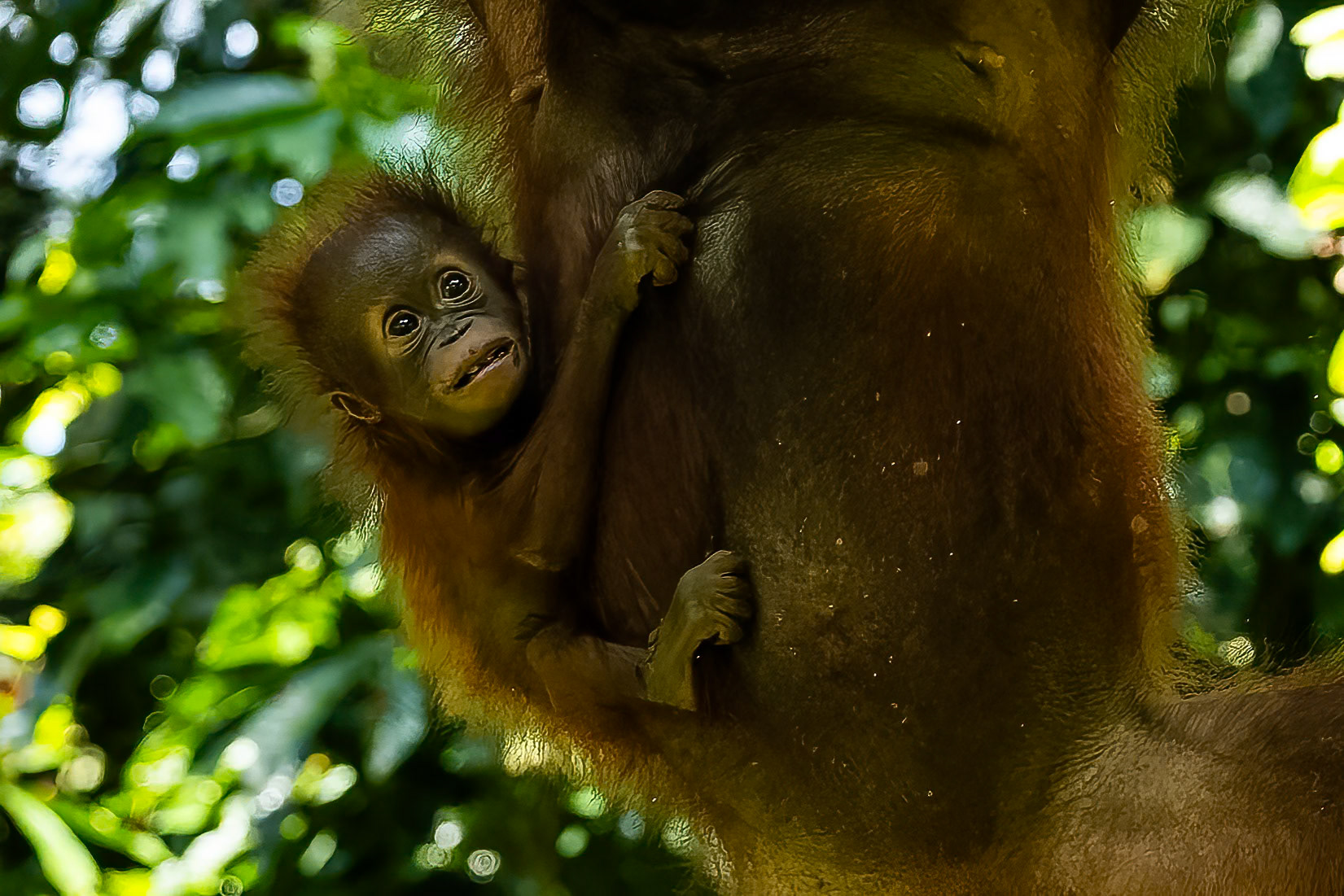 Orangutan, Sepilok, Borneo