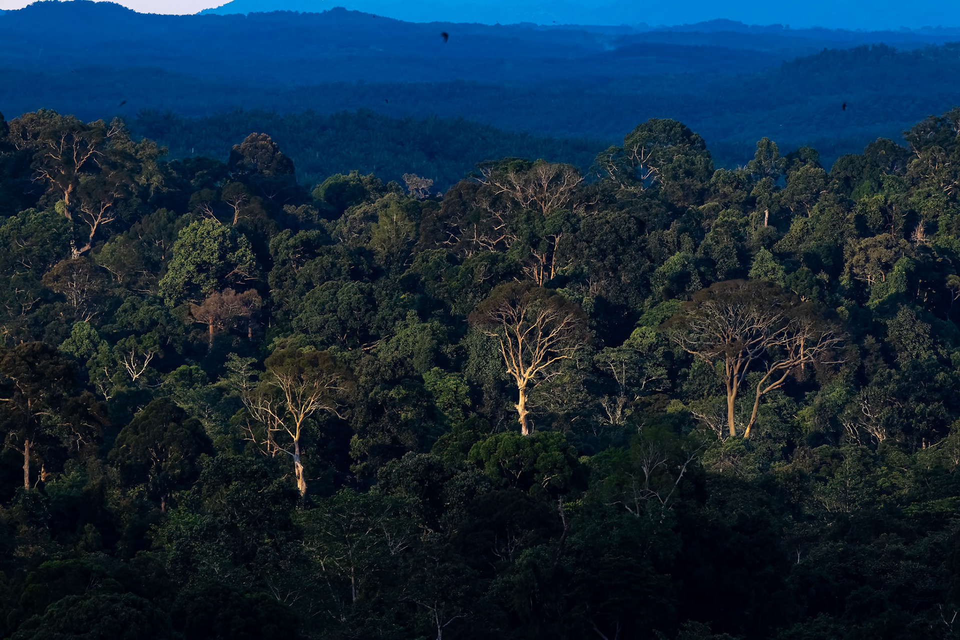 Forest, Gomantong Caves, Sukau, Borneo