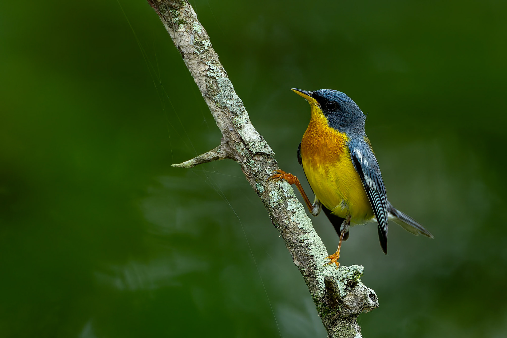 Tropical parula, Urraca Lodge, Jorupe National Park, Ecuador