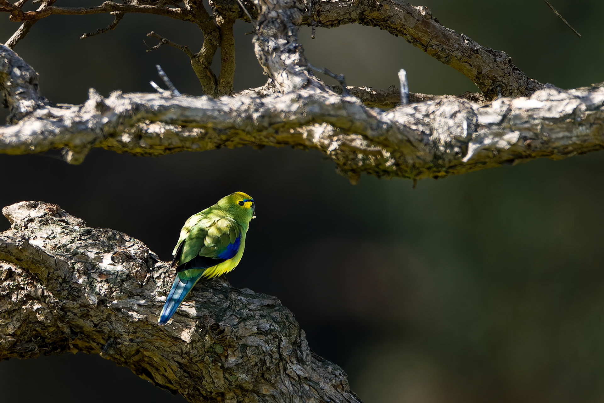 Blue-winged parrot, Bruny Island, Tasmania, Australia