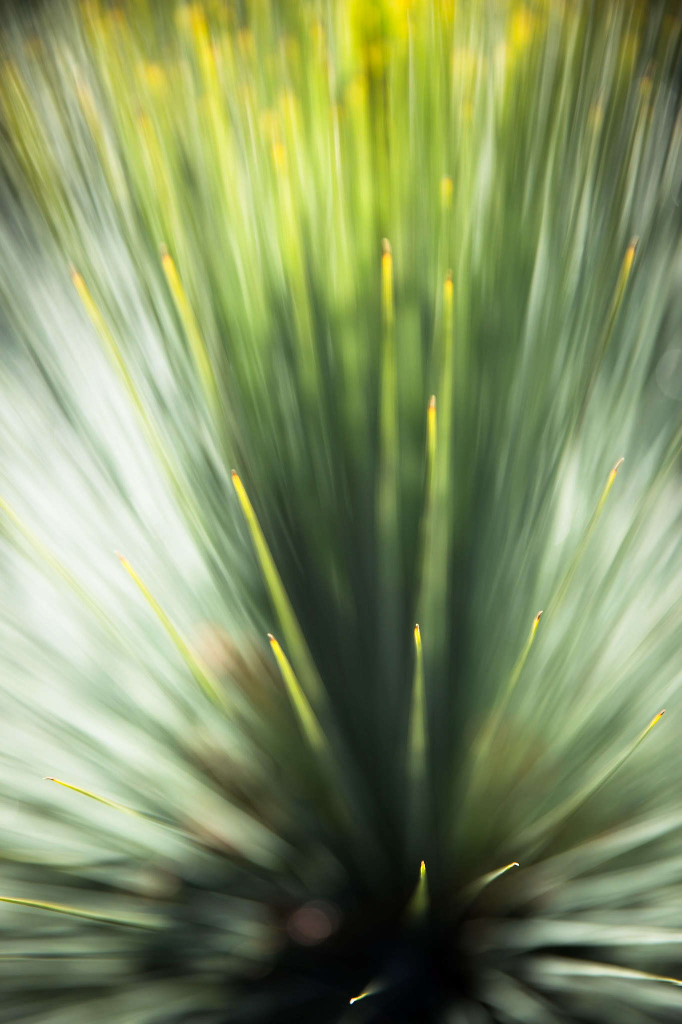 Blue Mountains Botanic Gardens, Mount Tomah