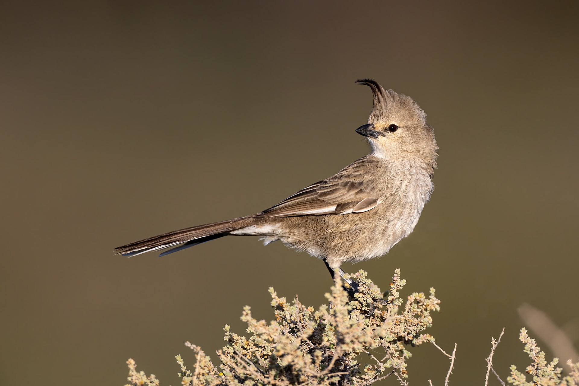 Chirruping wedgebill, Port Augusta, South Australia