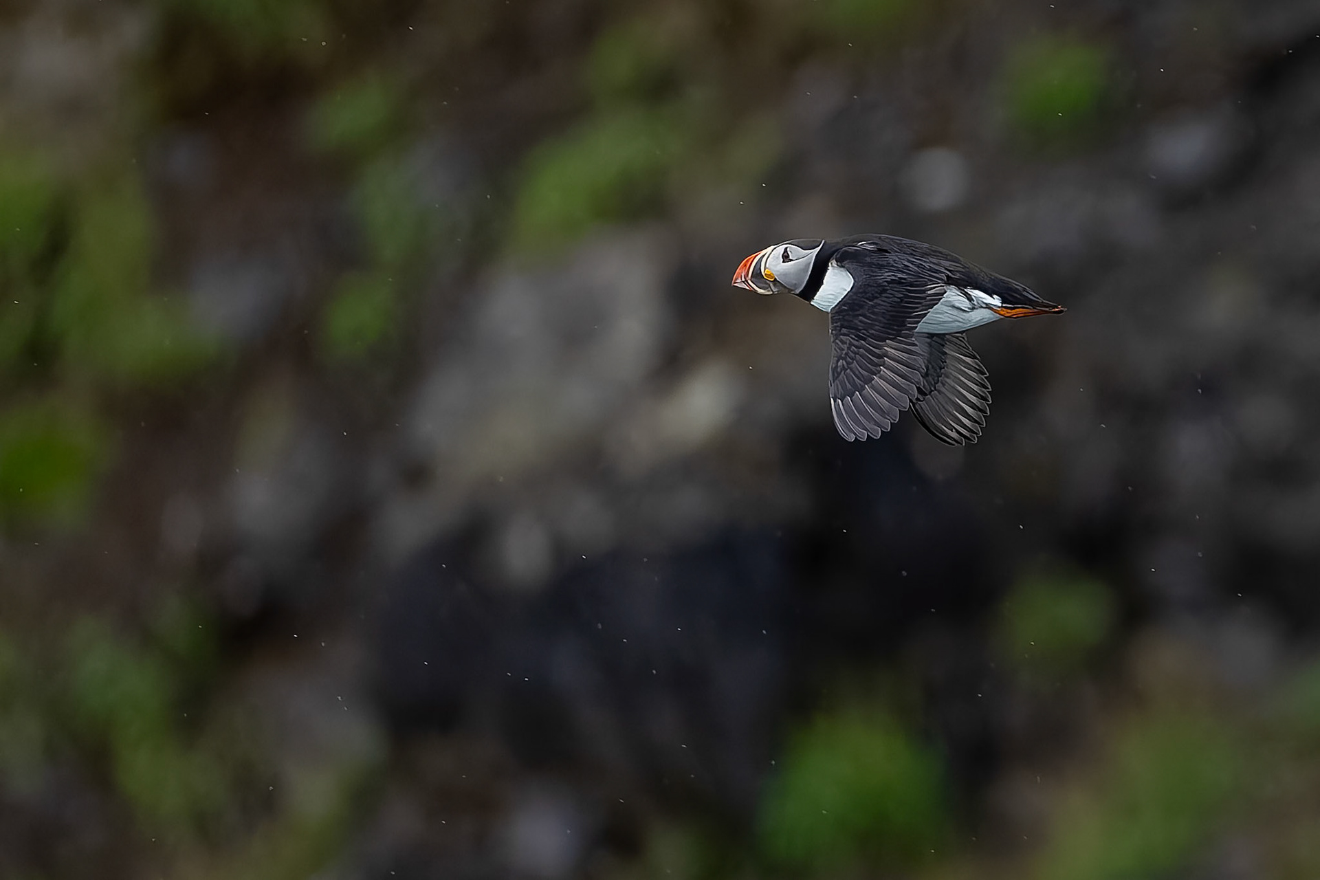 Atlantic puffin, Lilliehoekbreen, Svalbard, Norway