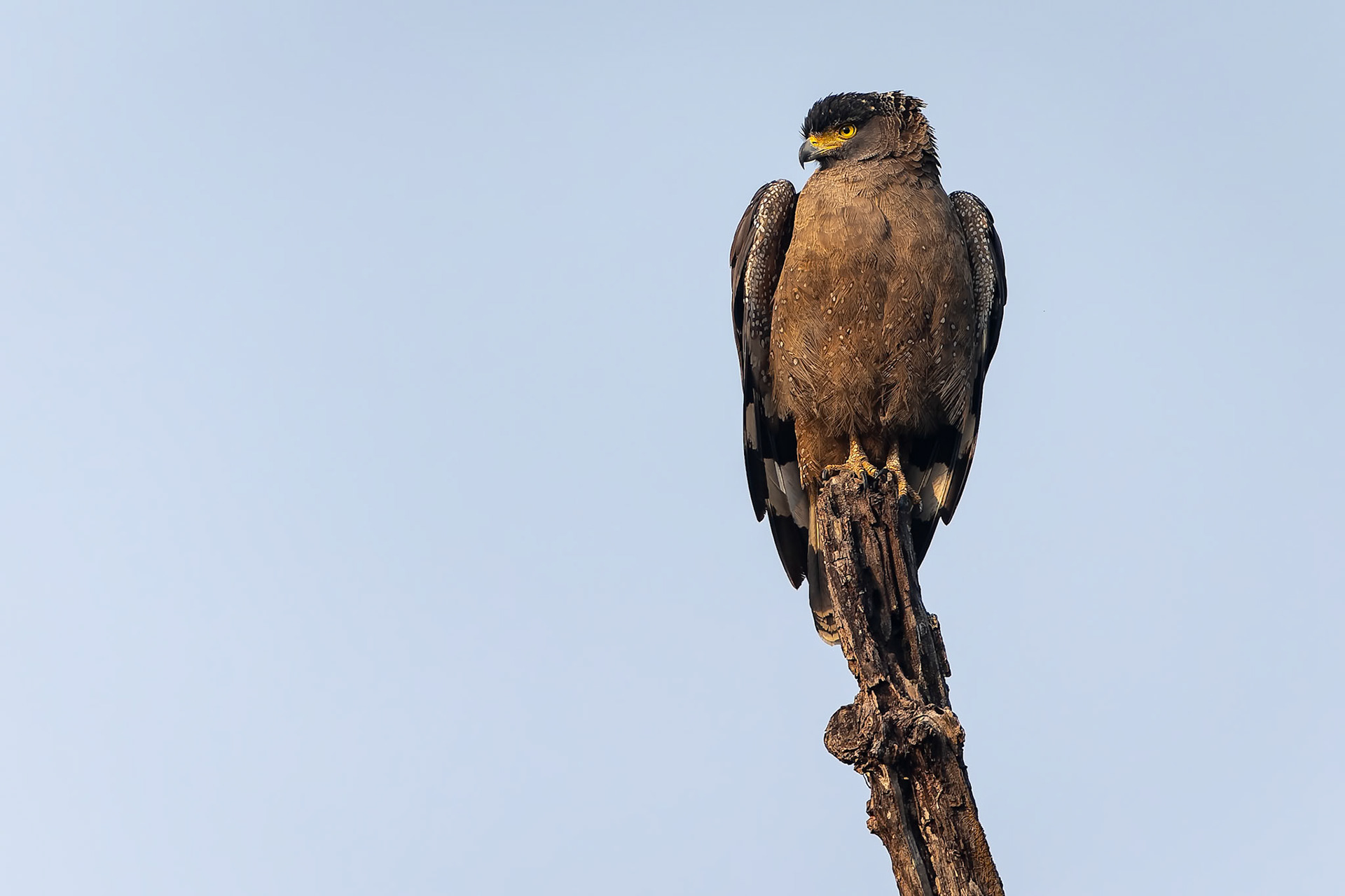 Crested serpent eagle, Khana, India
