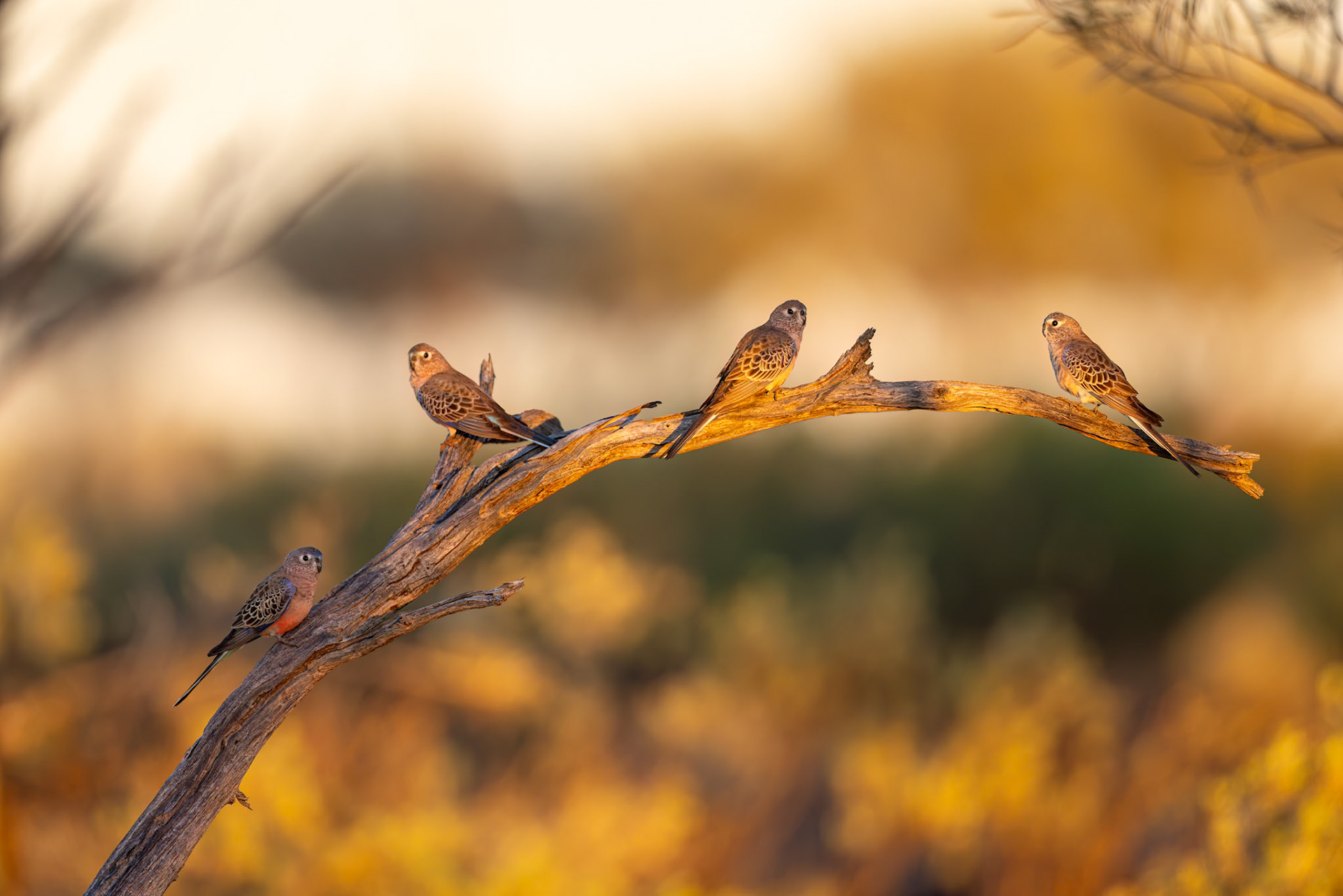Bourke's parrot, Eromanga to Thargomindah, Queensland, Australia