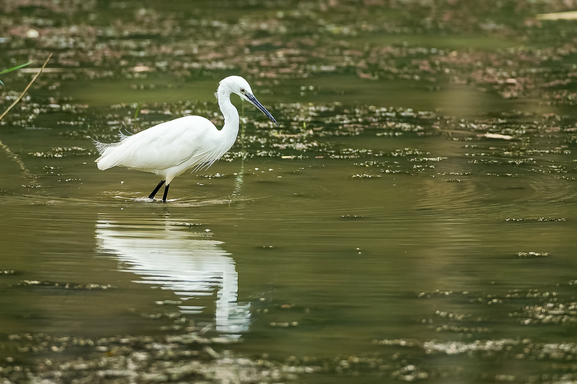 Little egretKhaeng Krackan National Park, Thailand