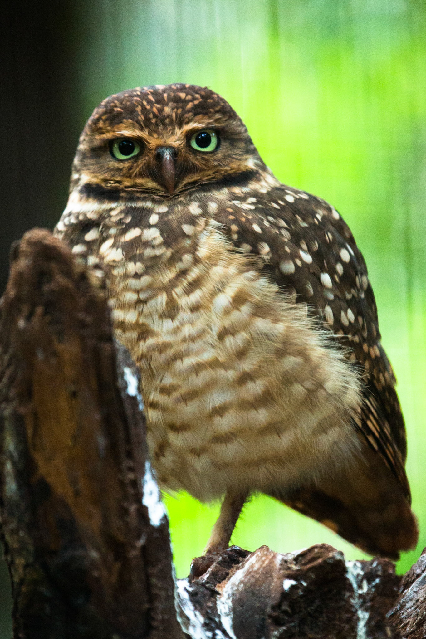 Iguassu bird park, Brazil