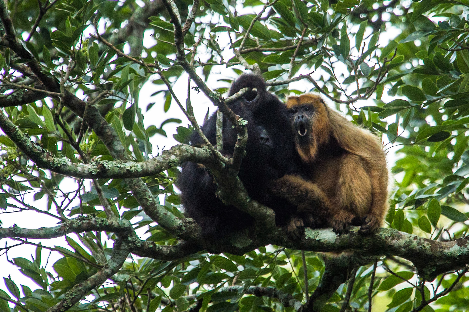 Howler monkeys, Puerto Valle Esteros, Ibera wetlands, Corrientes, Argentina