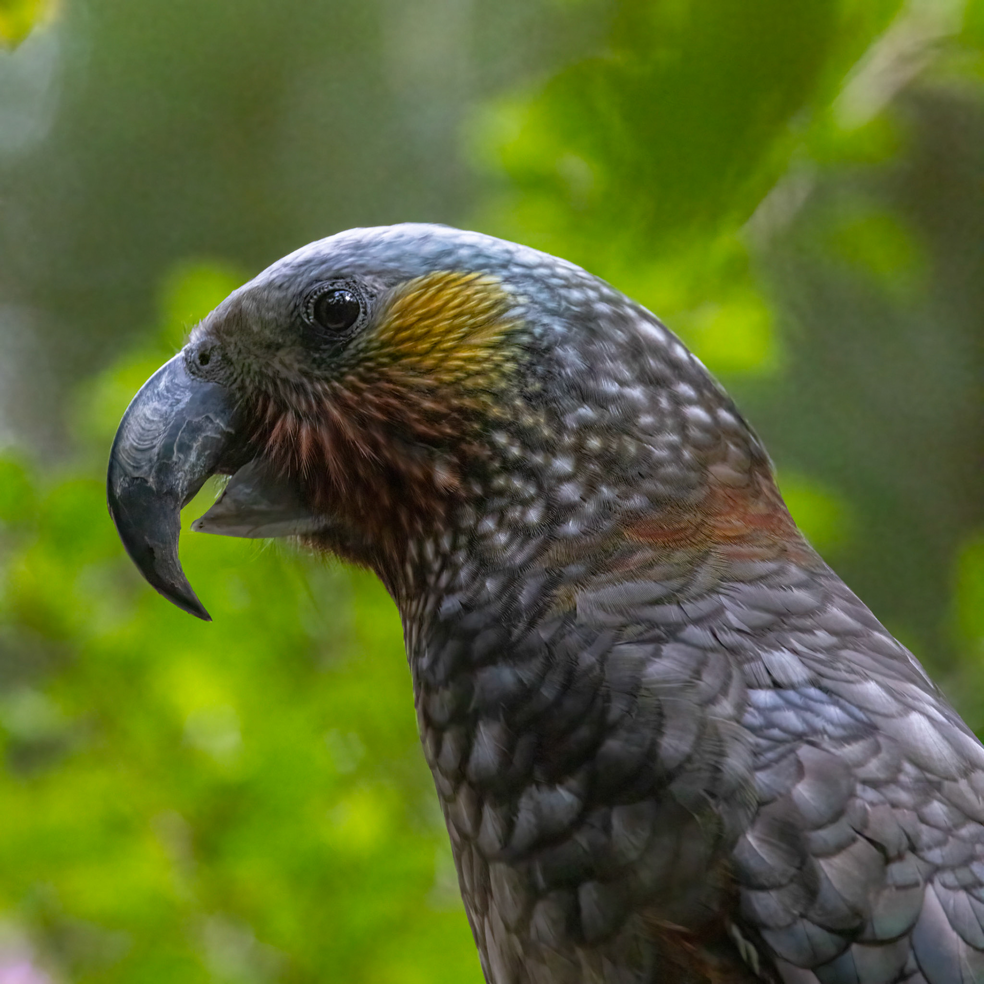 New Zealand Kaka, Ulva Island, New Zealand