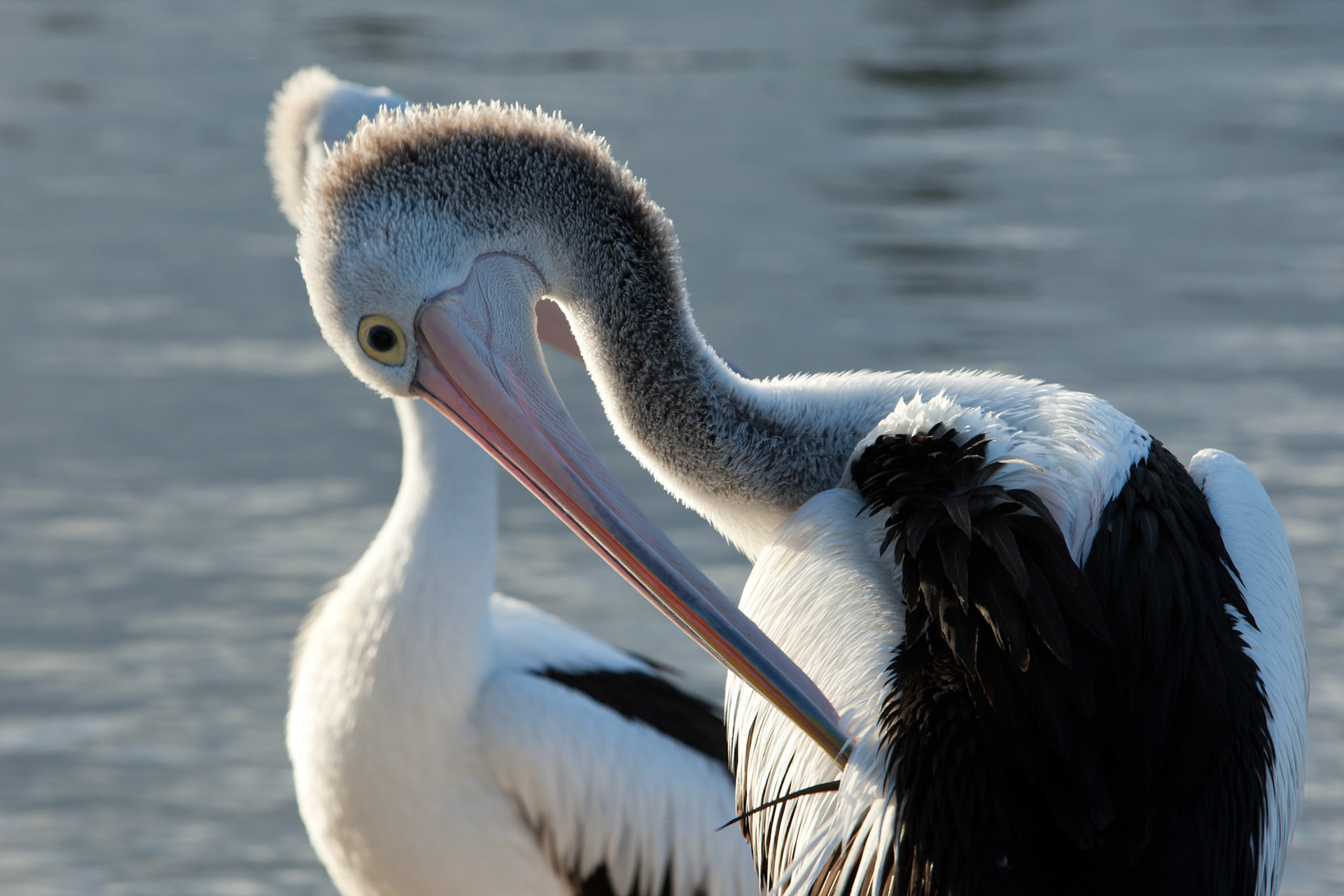 Australian pelicans gathered for a daily feed, Kingscote, Kangaroo Island