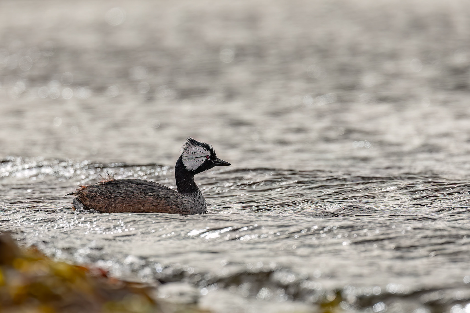 White-tufted grebe, Bleaker Island, Falkland Islands
