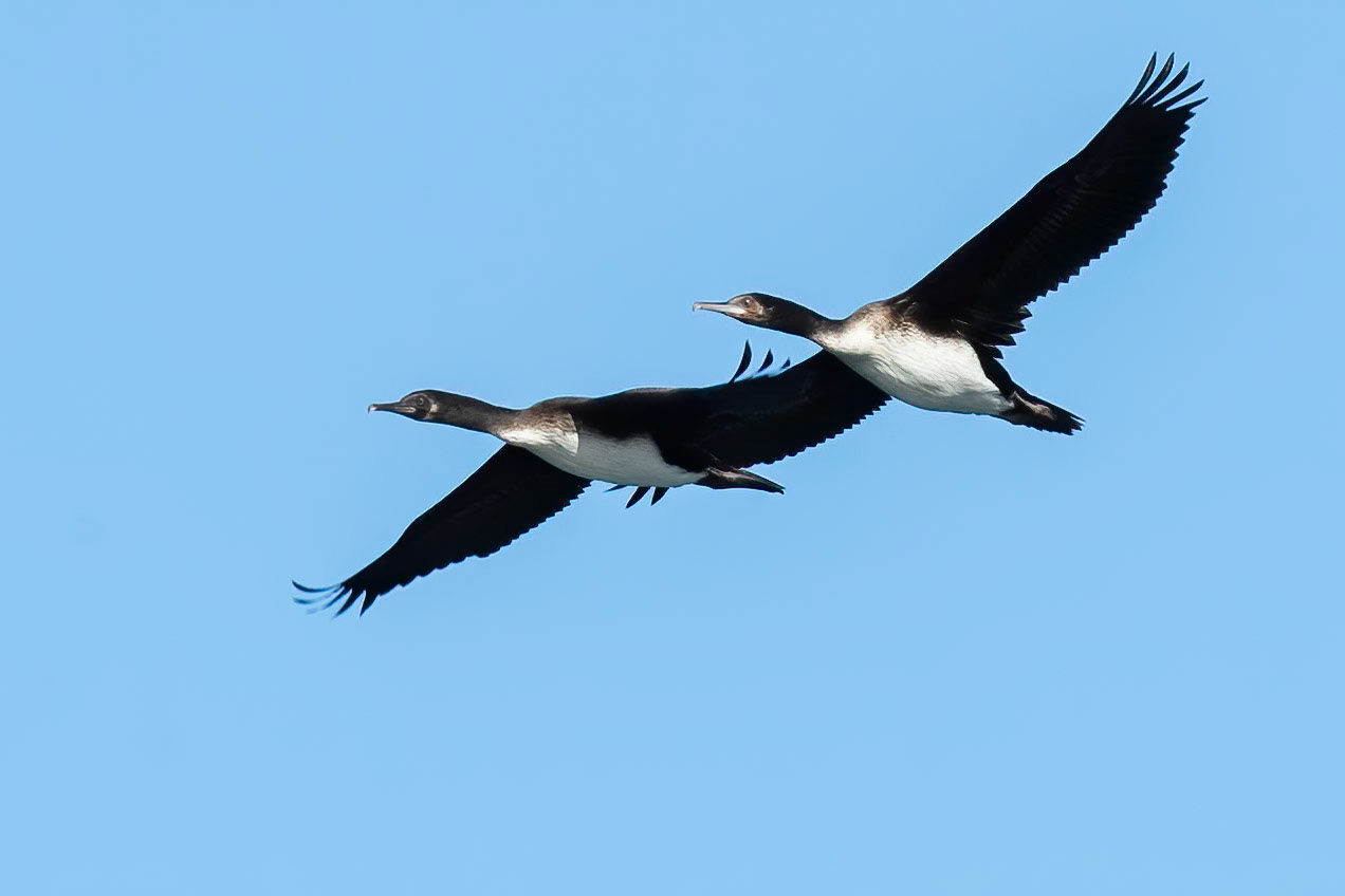 Neo-tropic comorant, Vinã del Mar, Chilé