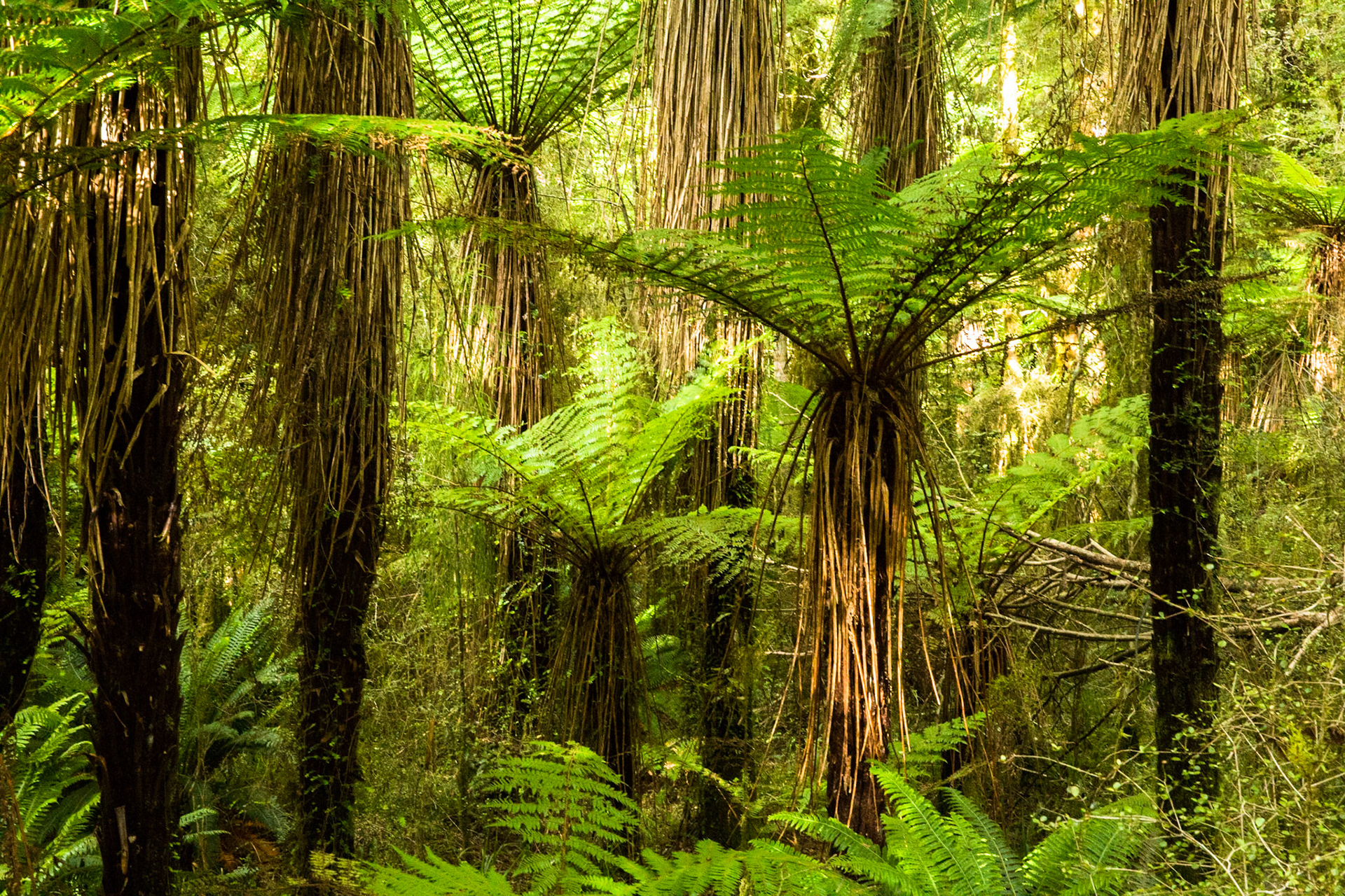 Hollyford Track to Pyke Lodge, New Zealand