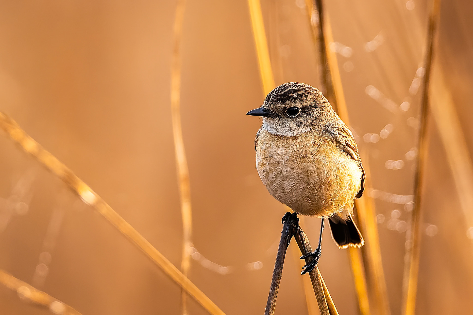Siberian stonechat, Khana, India