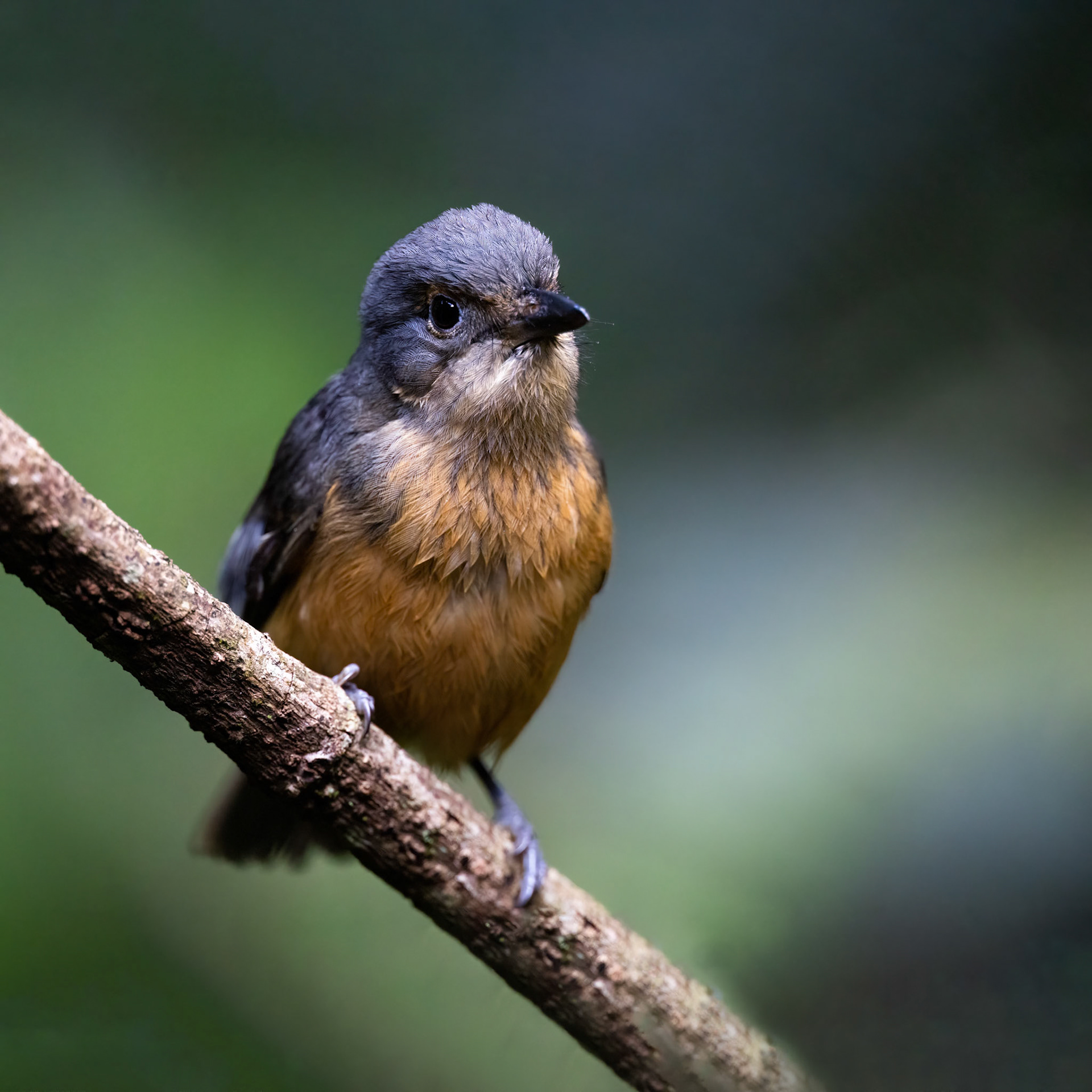Bower's shrikethrush, Lake Eacham, Atherton Tablelands, Queensland
