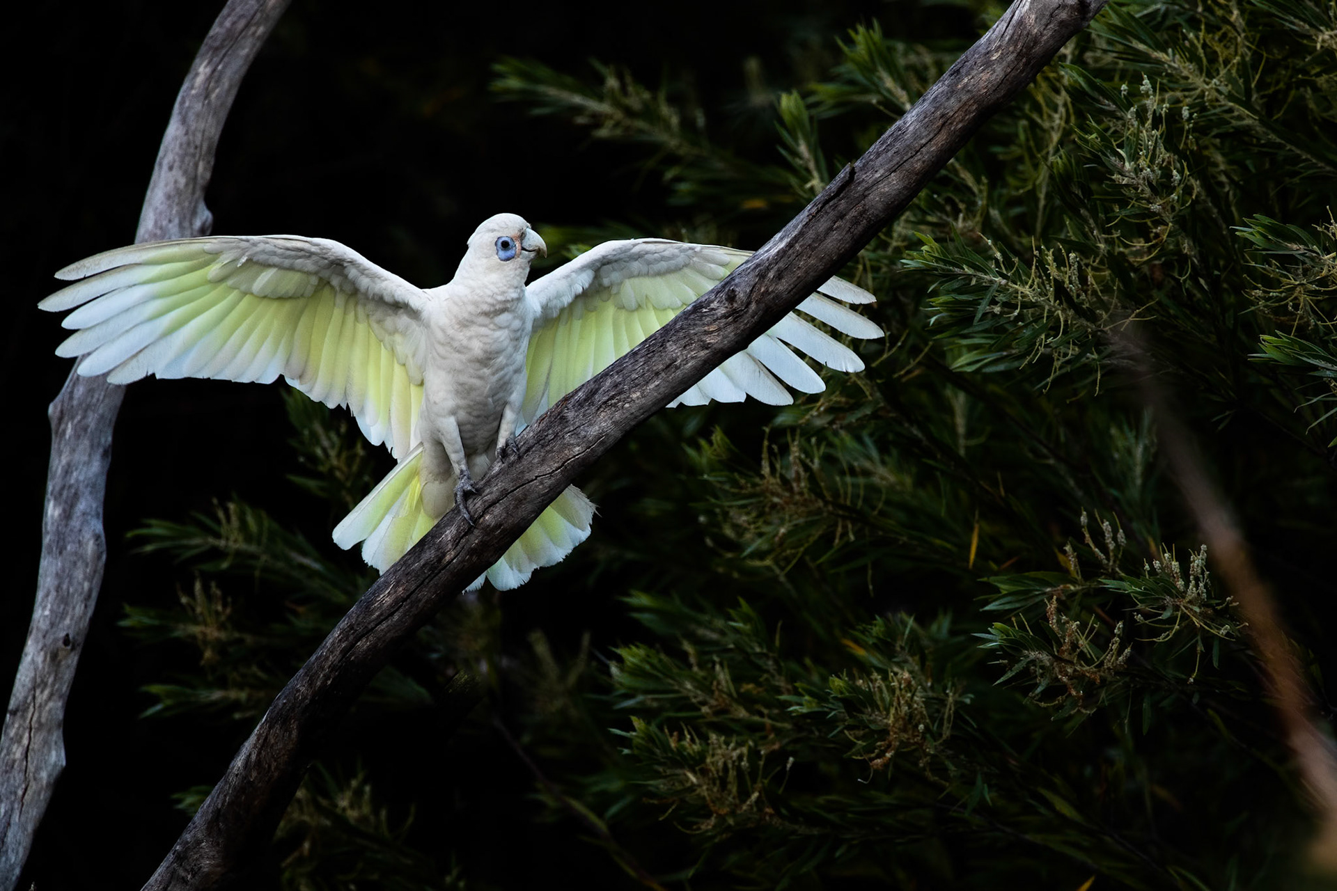 Nawurlandja, Kakadu, Australia
