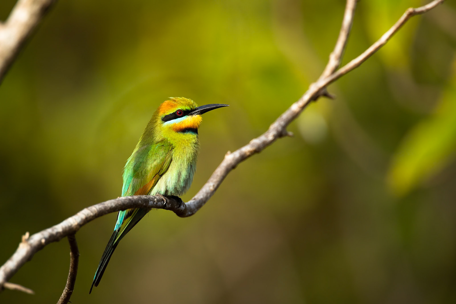 Rainbow bee-eater, Casuarina Reserve, Darwin, Australia