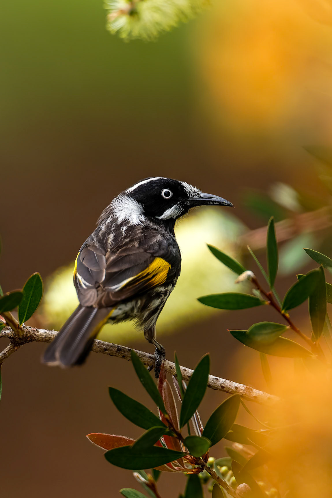 New Holland honeyeater, Bruny Island, Tasmania, Australia