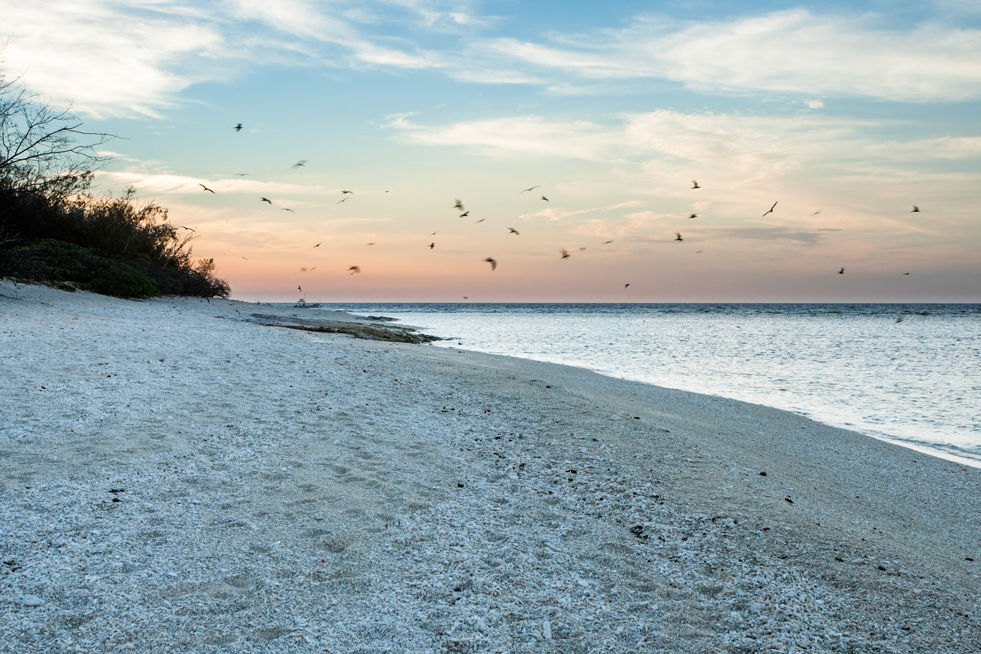 Beach and birds, Lady Elliot Island, Queensland, Australia