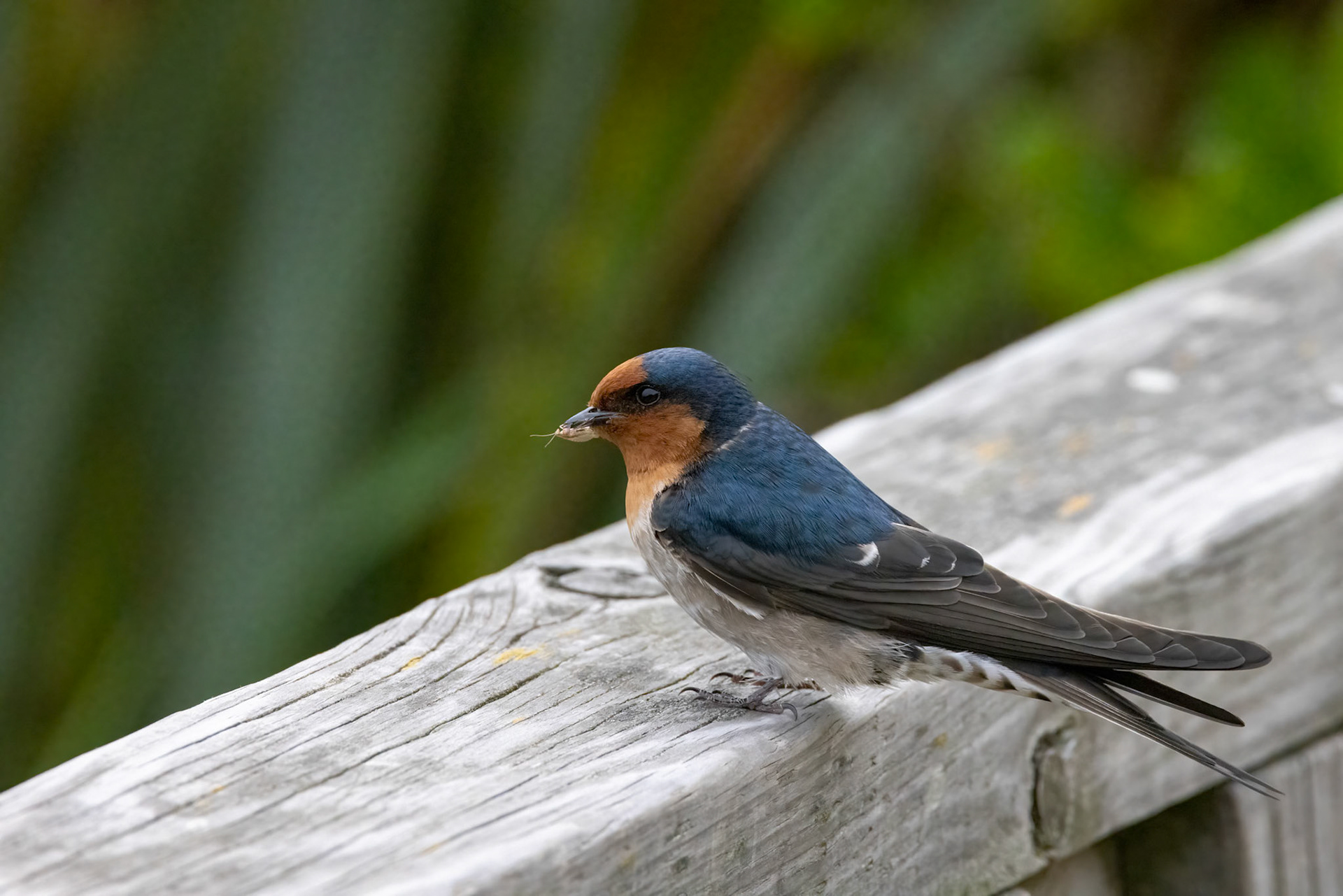 Welcome swallow, Oamaru, New Zealand