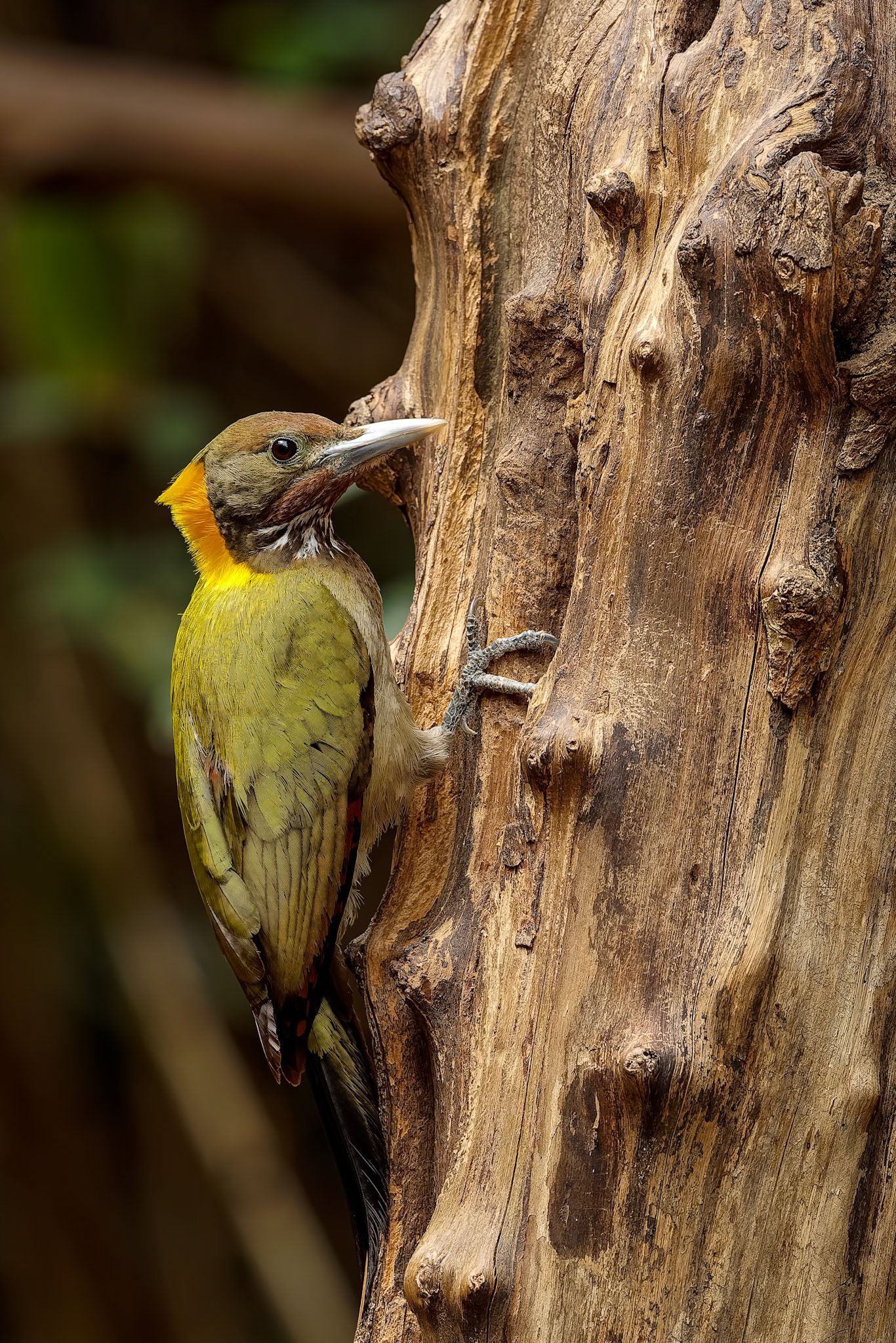 Greater yellownape, Khaeng Krackan National Park, Thailand