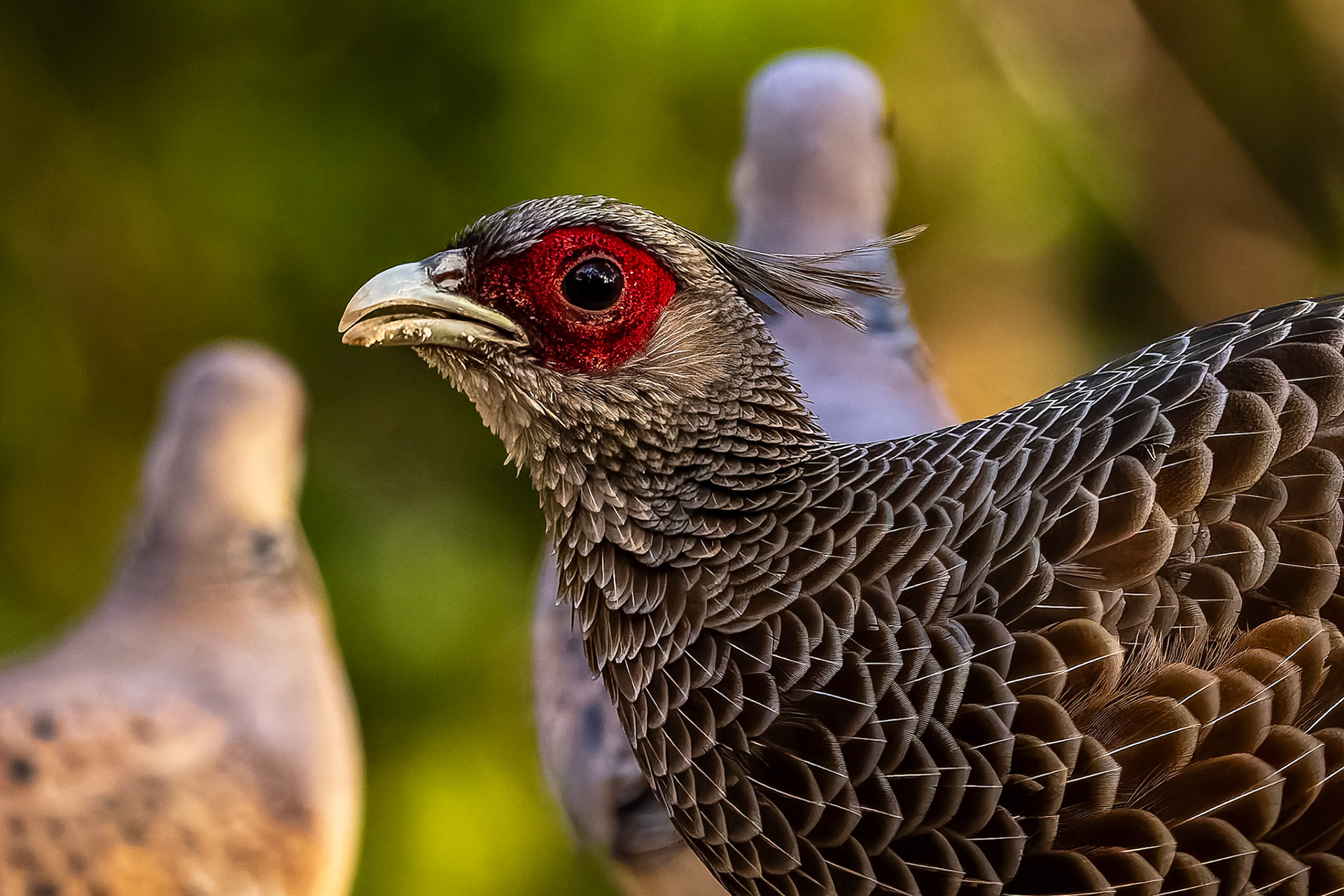 Kalij pheasant, Bird's Den, Corbett Tiger Reserve, India