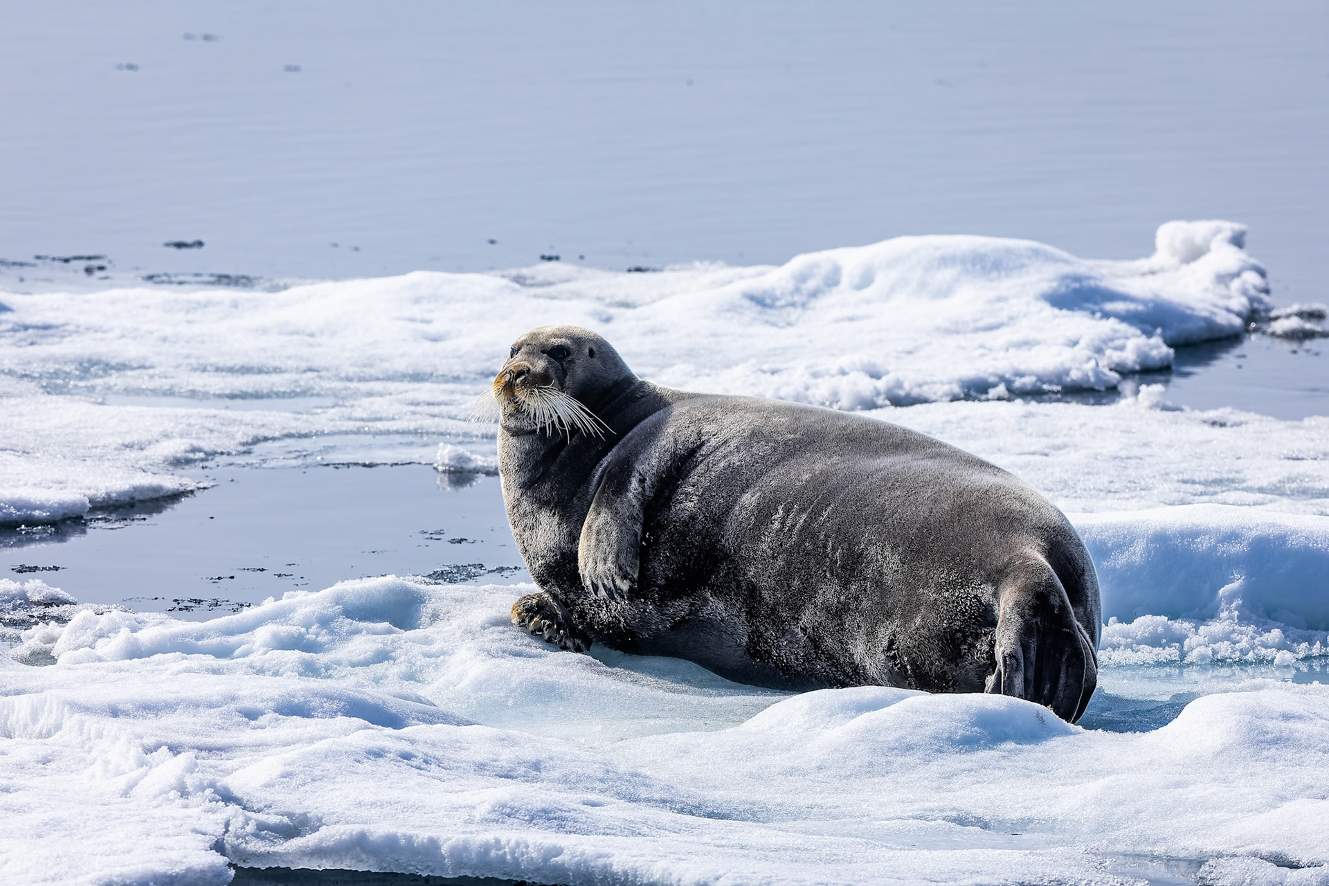 Bearded seal, Osteroyare, Svalbard, Norway