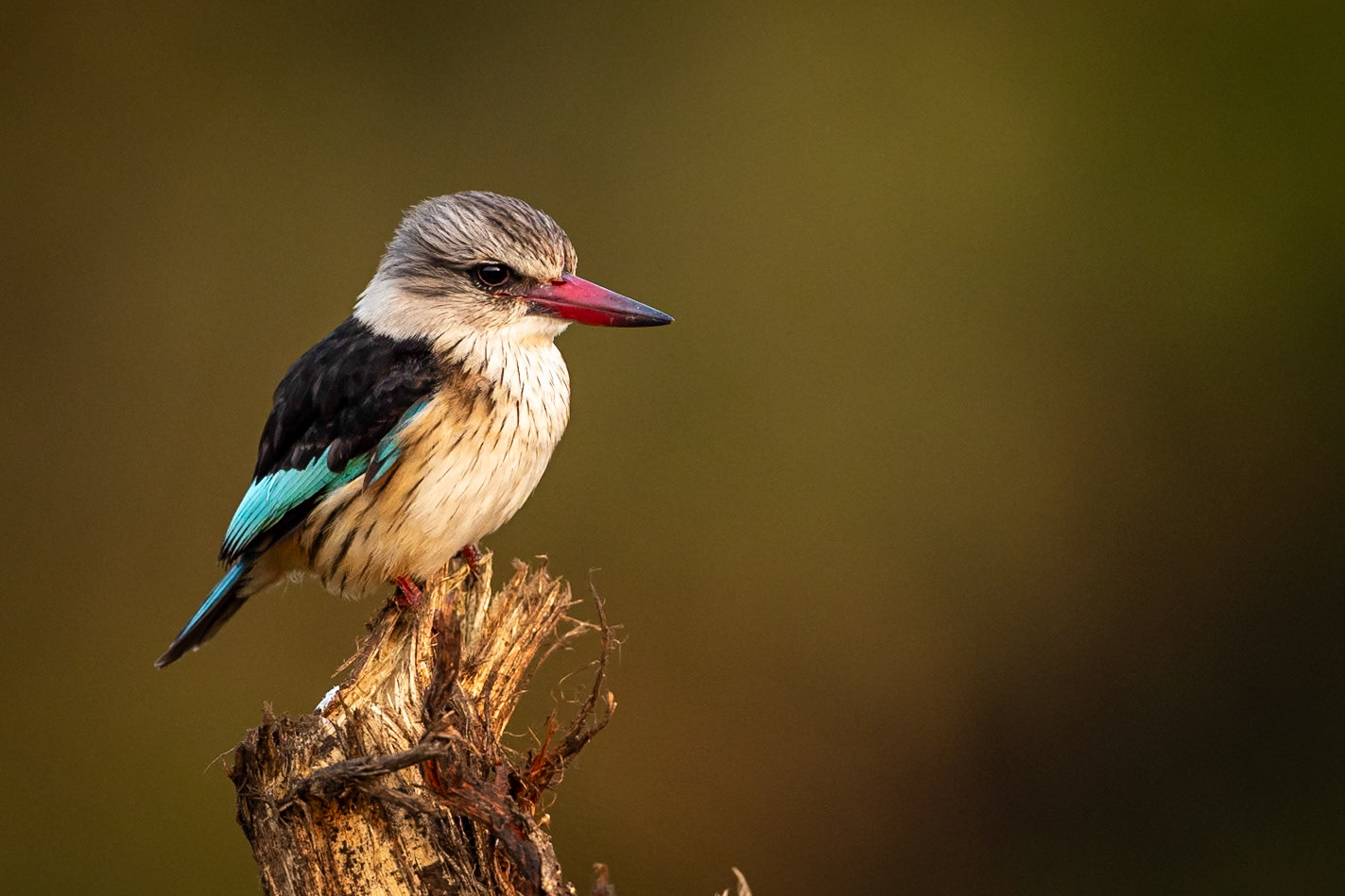 Brown-hooded kingfisher, Phinda, South Africa