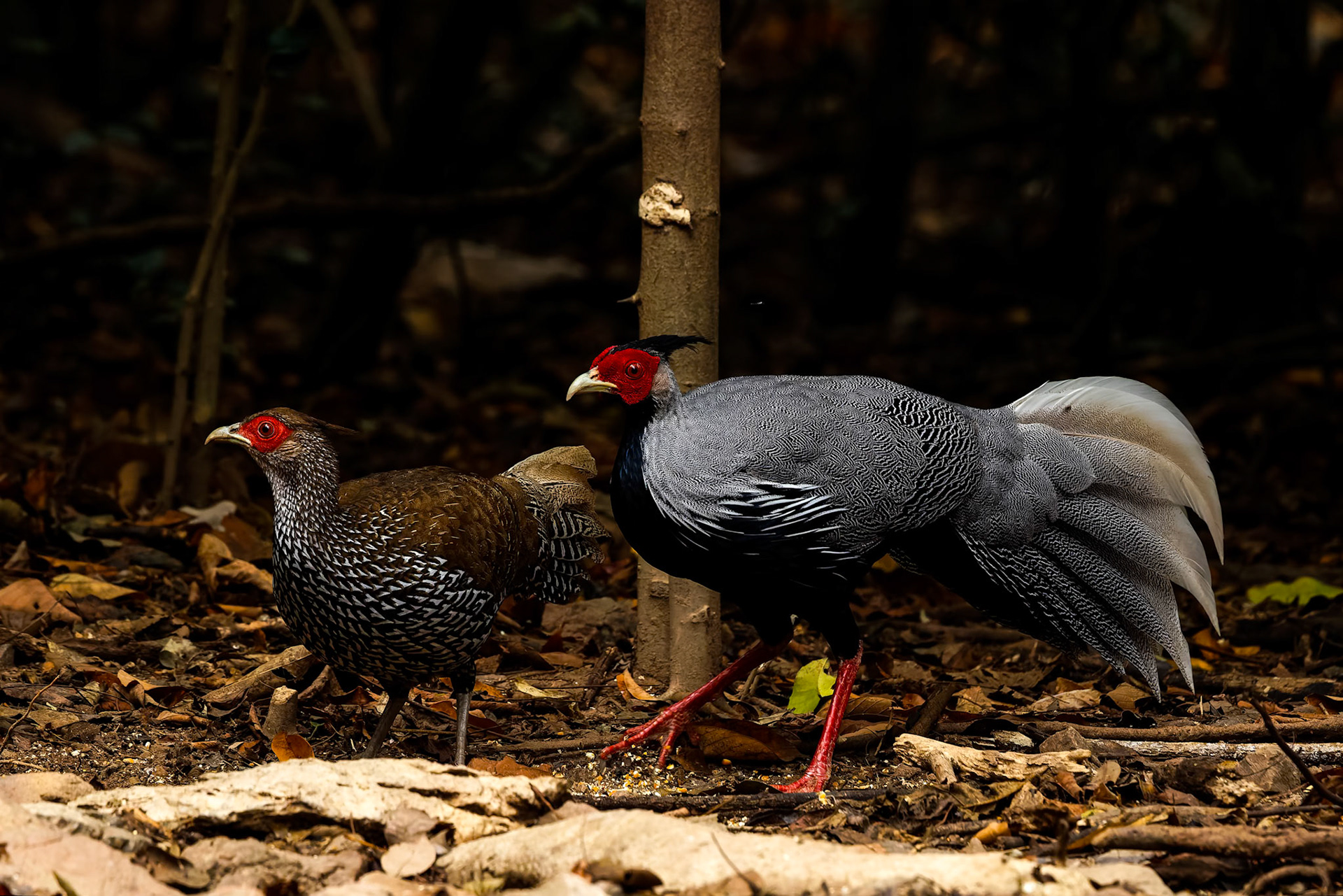 Kalij pheasant, Khaeng Krackan National Park, Thailand