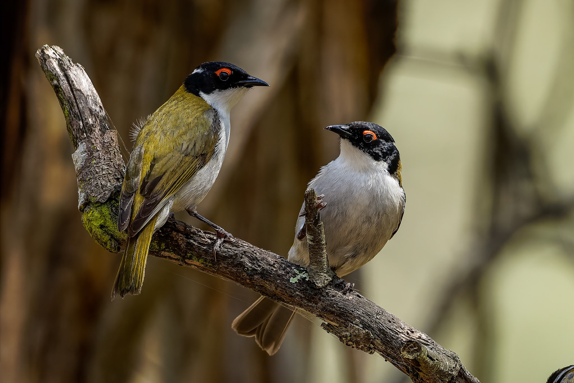 White-naped honeyeater, Capertee Valley, NSW, Australia
