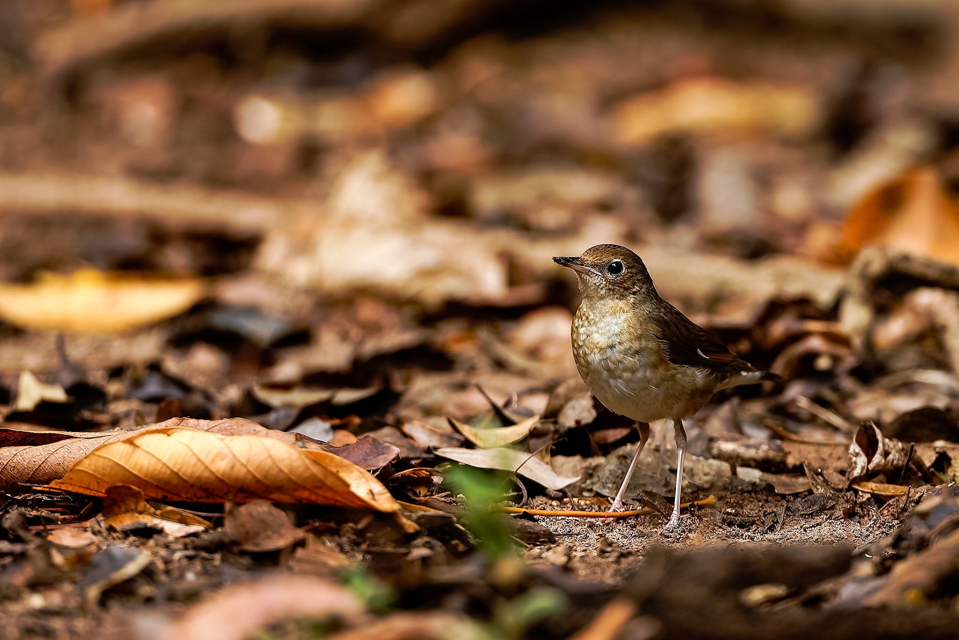 Siberian blue-robin, Khaeng Krackan National Park, Thailand