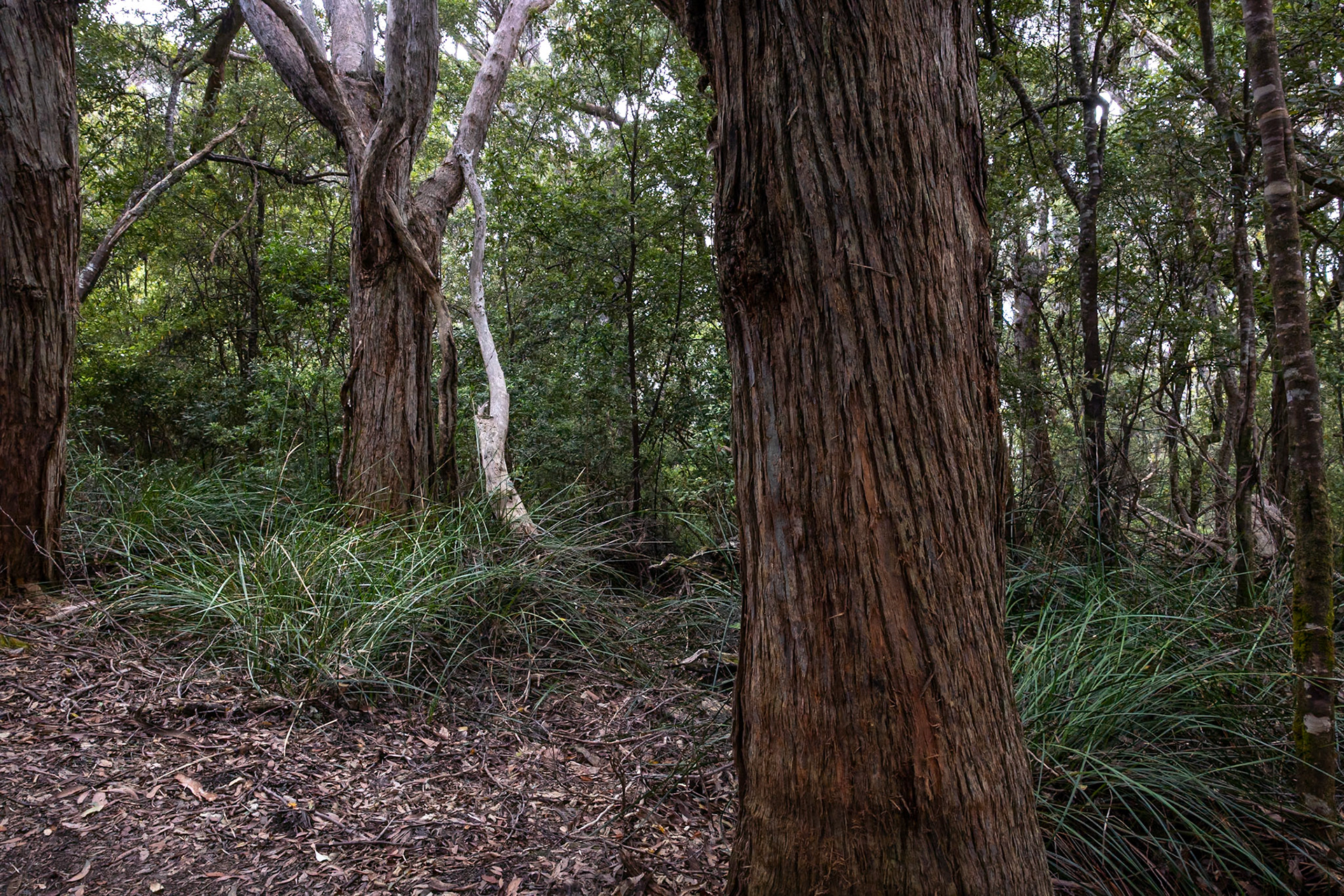 Three Capes Track, Cape Pillar Lodge to Cape Hauy and Fortescue Bay, Tasmania