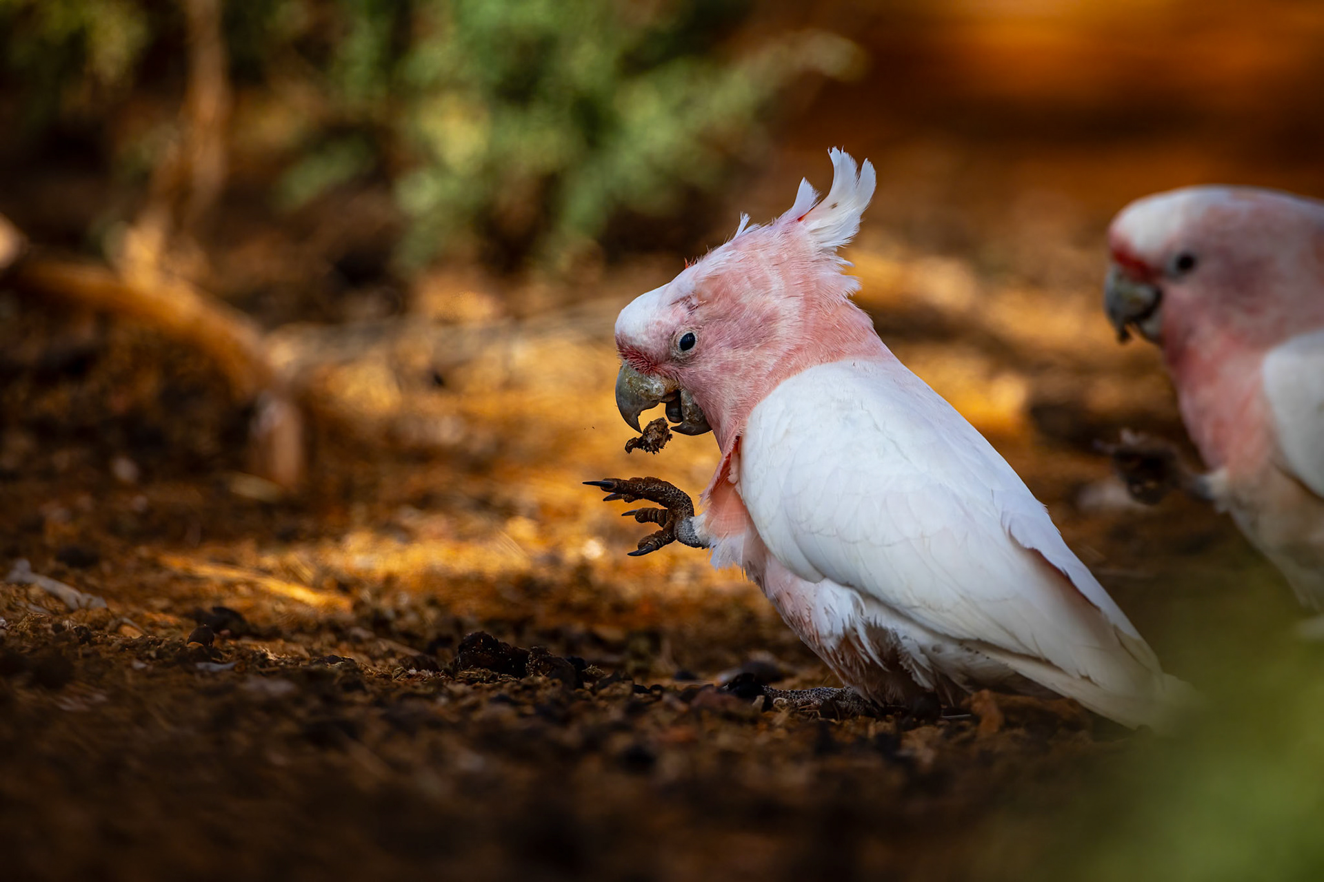 Pink cockatoo, Mt Ives, Port Augusta, South Australia