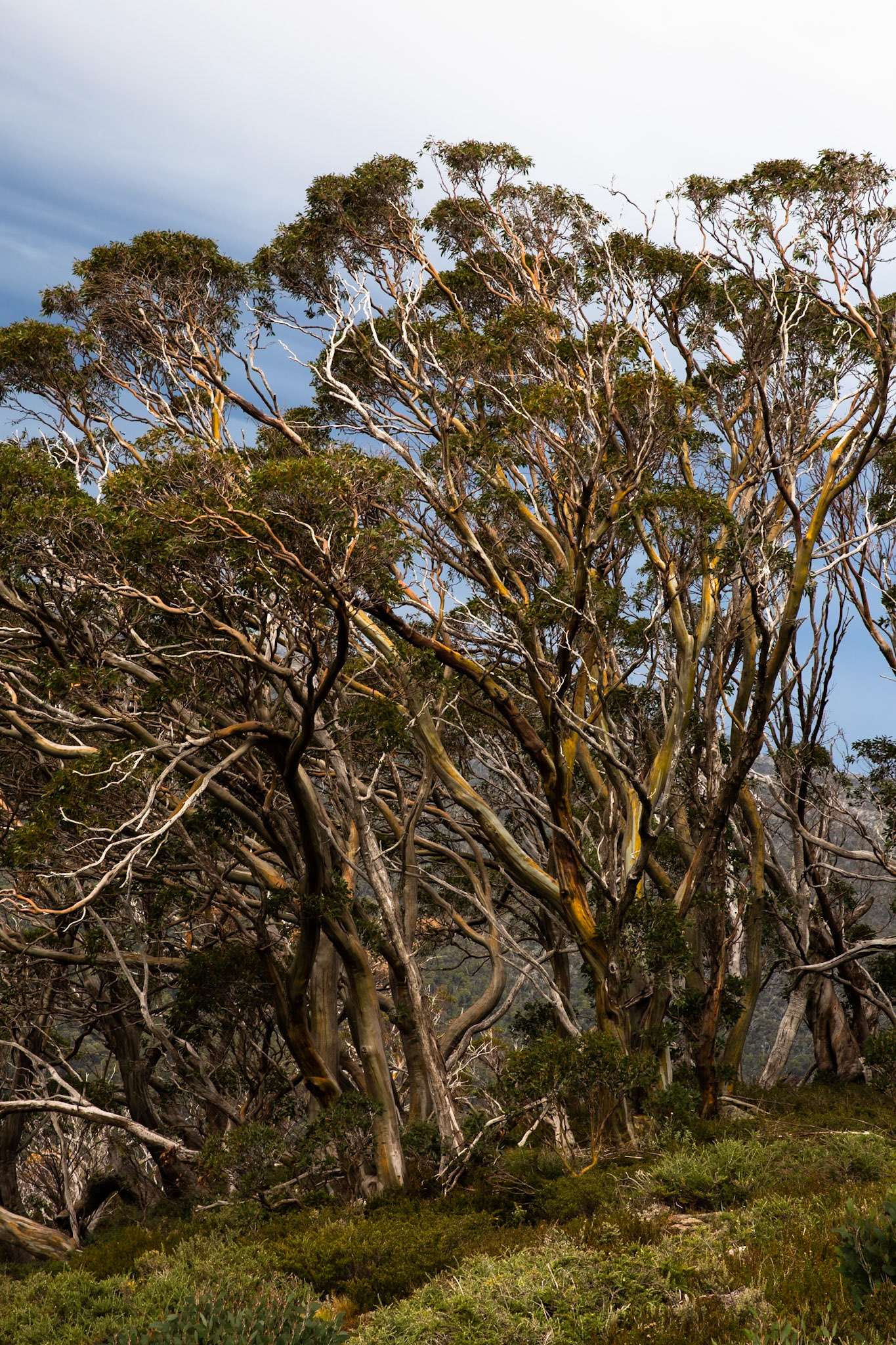 Thredbo to the cablecar and return, Mount Kosciuszko National Park, Snowy Mountains, New South Wales
