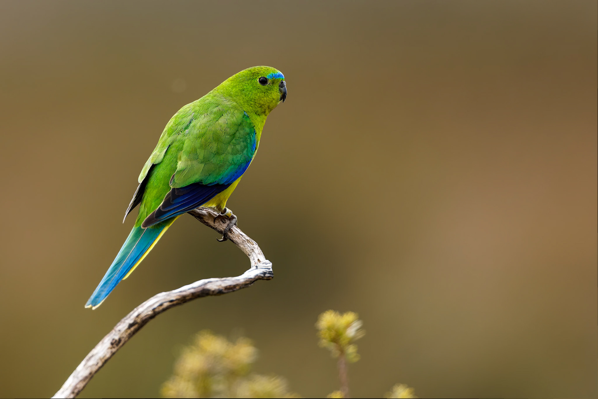 Orange-bellied parrot, Melaleuca, South West National Park, Tasmania, Australia