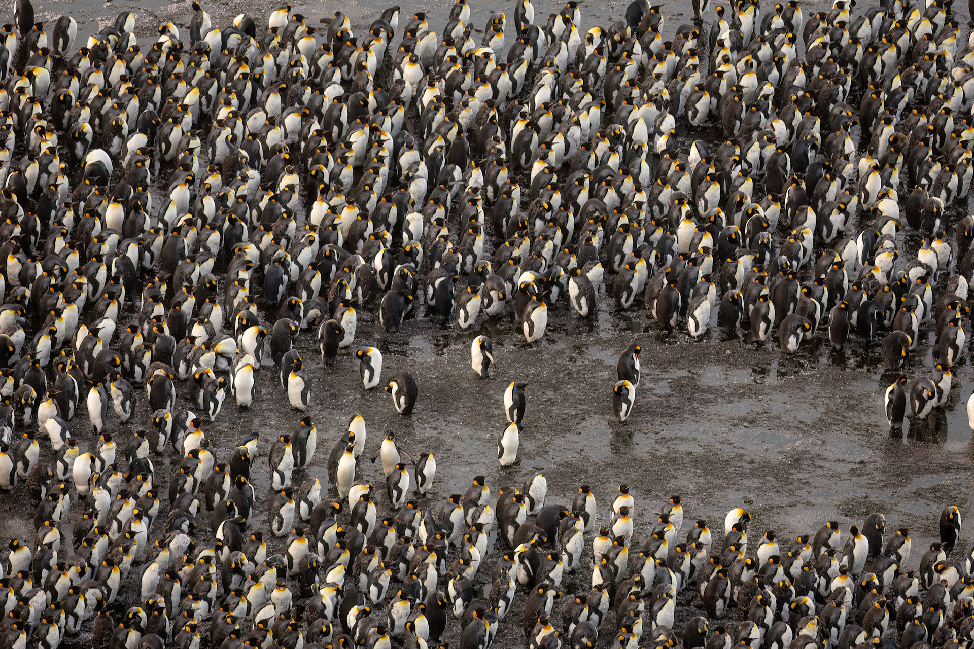 King penguin, Salisbury Plains, South Georgia