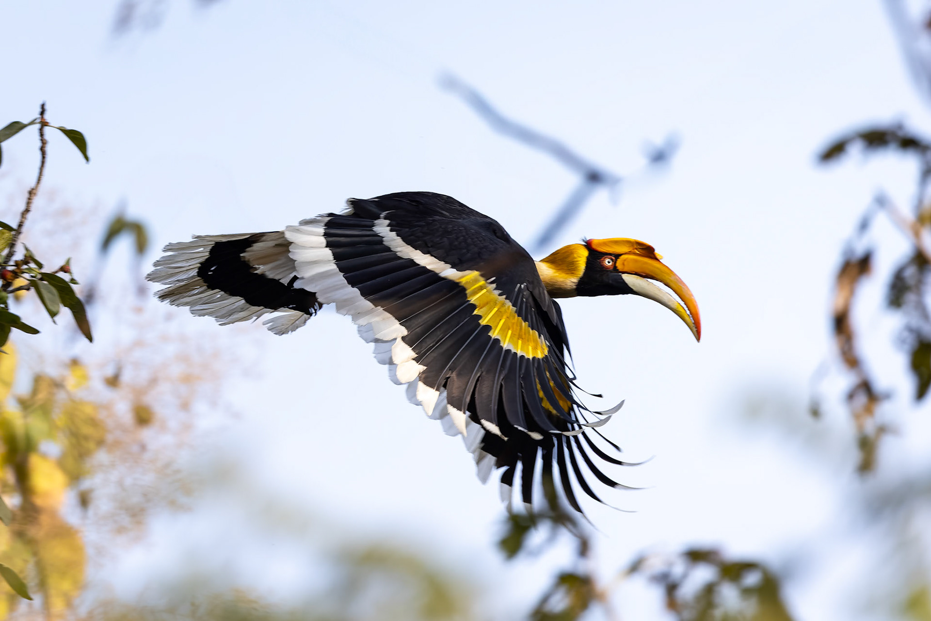 Great hornbill,, Corbett Tiger Reserve, India