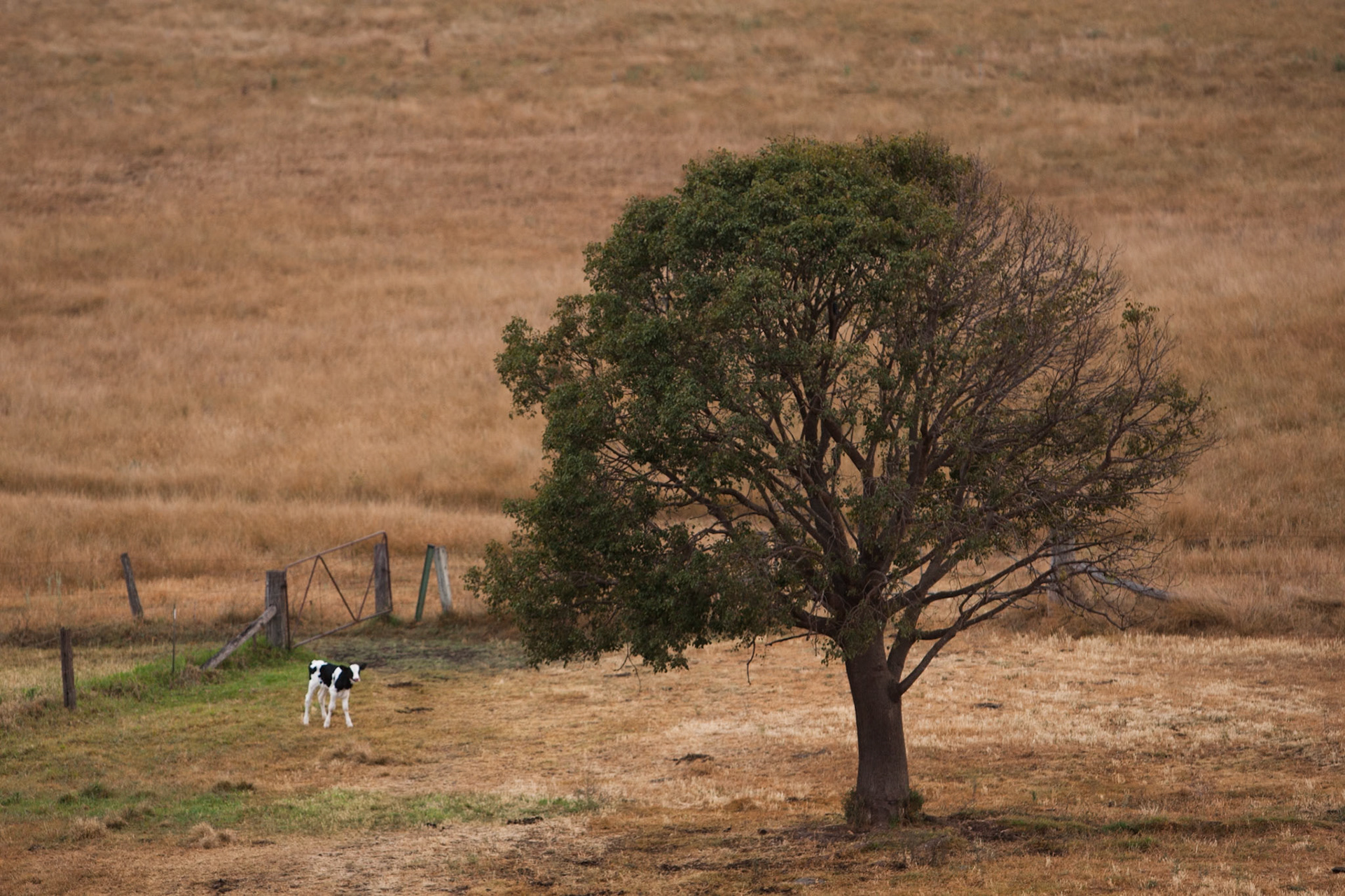 Hot air balloon ride in the Hunter Valley, New South Wales.