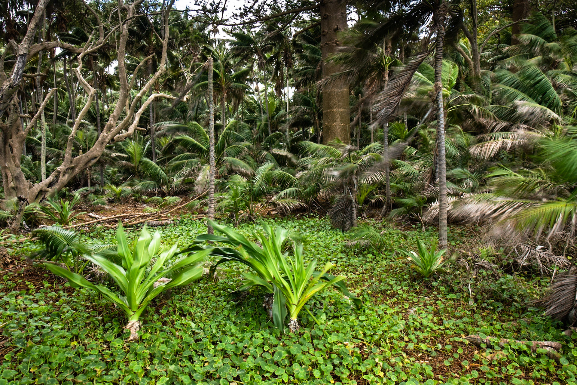 Lord Howe Island, New South Wales, Australia