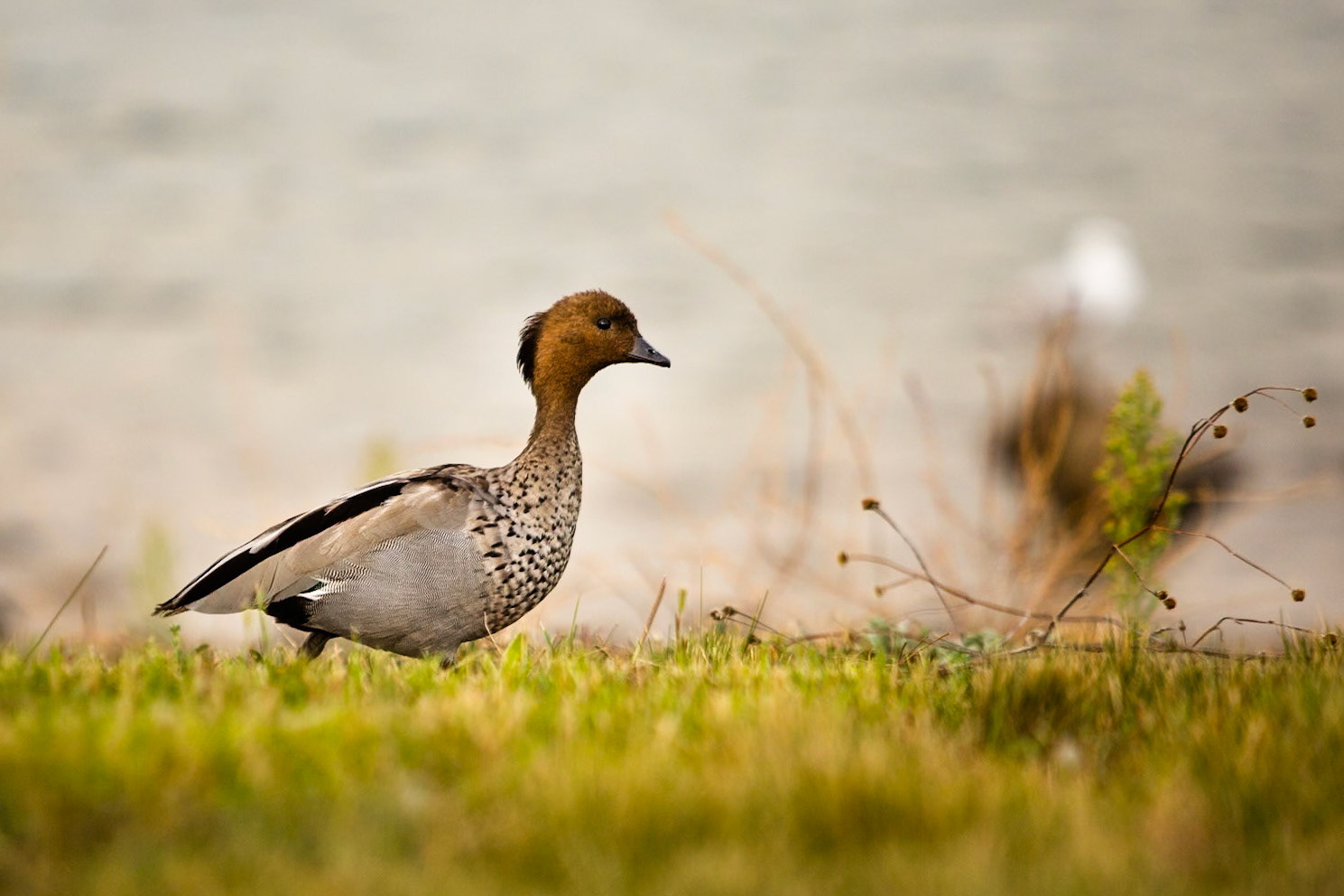 Australian wood duck, Lake Jindabyne, Snowy Mountains, New South Wales