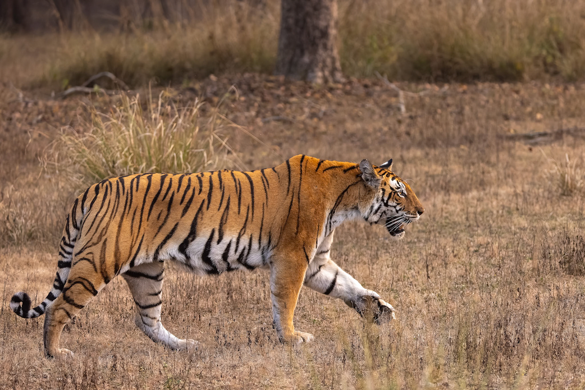 Bengal tiger, Khana, India