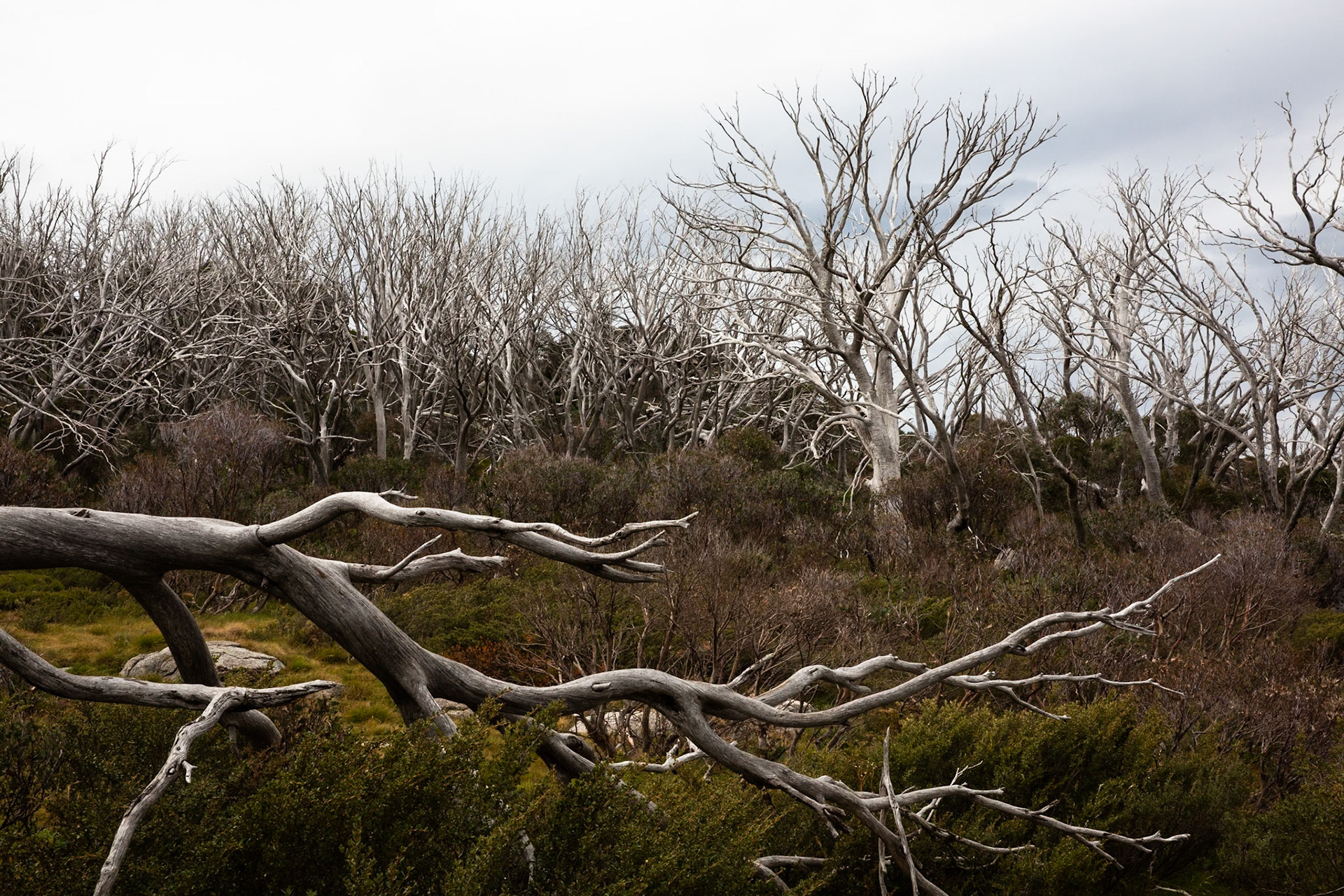Thredbo to the cablecar and return, Mount Kosciuszko National Park, Snowy Mountains, New South Wales