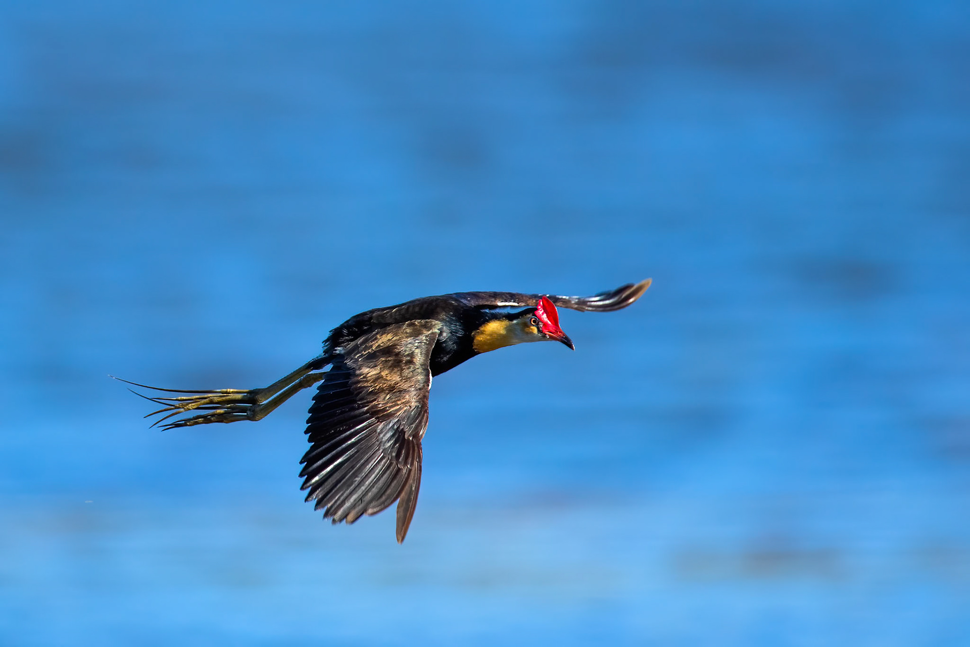 Comb-crested jacana, Lake Moondarra, Mount Isa, Queensland, Australia