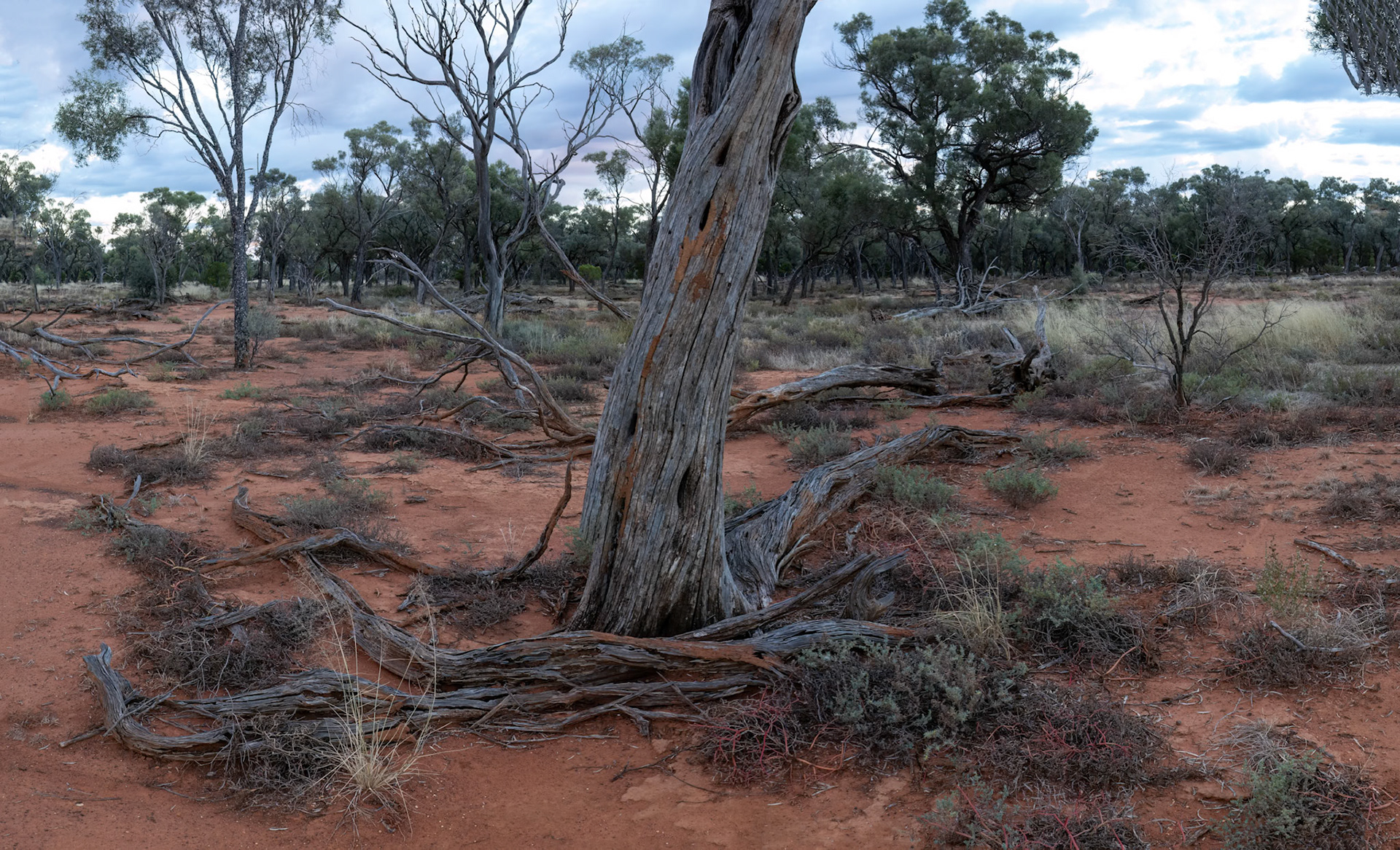 Landscape, Eulo to Cunnamulla, Queensland, Australia