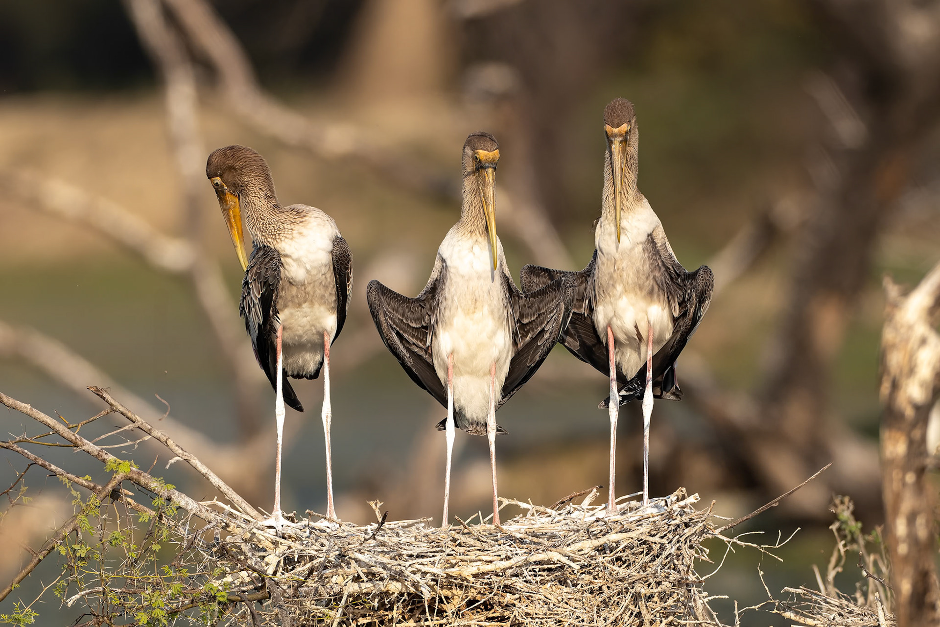 Painted stork, Keoladeo National Park, Bharatpur, India