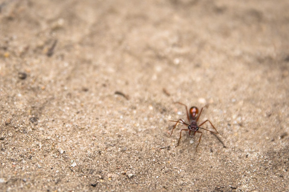 Circuit from Telegraph Saddle via Telegraph Junction to Oberon Bay (lunch), then Little Oberon Bay, Norman Point  and Norman Beach to Tidal River.