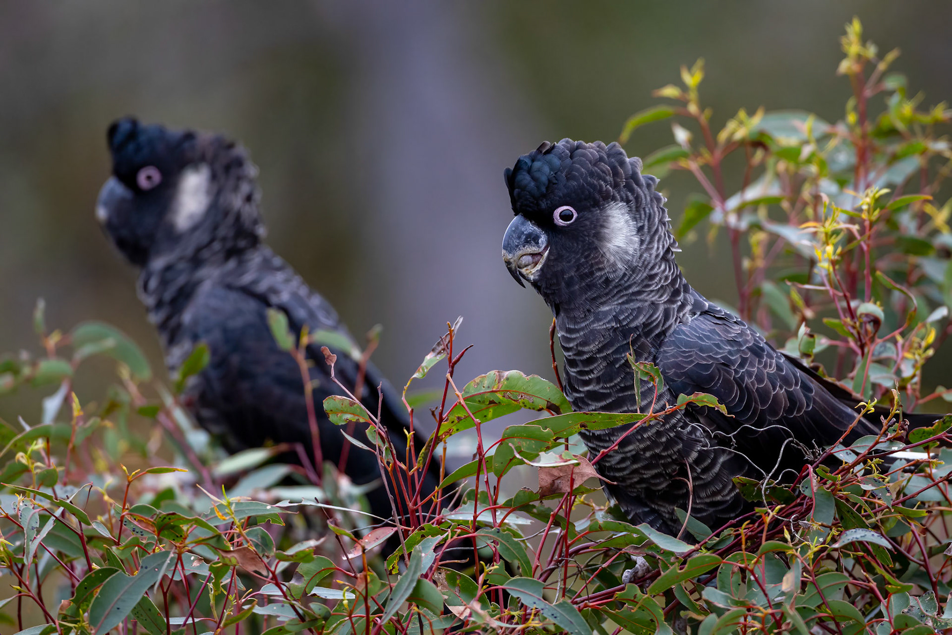 Baudin cockatoo, Stirling Ranges, West Australia