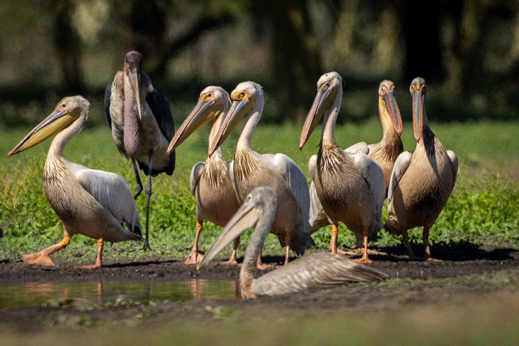Great white pelican, Gorongosa, Mozambique