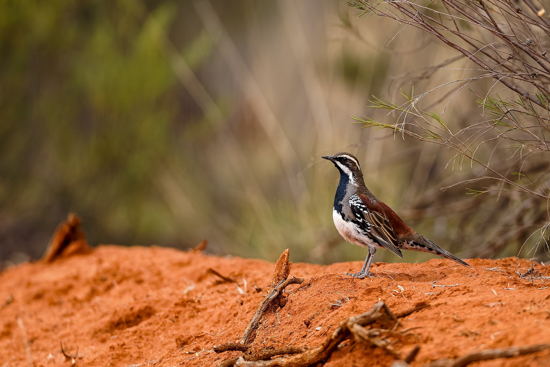 Chestnut quail-thrush, Nombinnie Nature Reserve, Lake Cargelligo, NSW, Australia