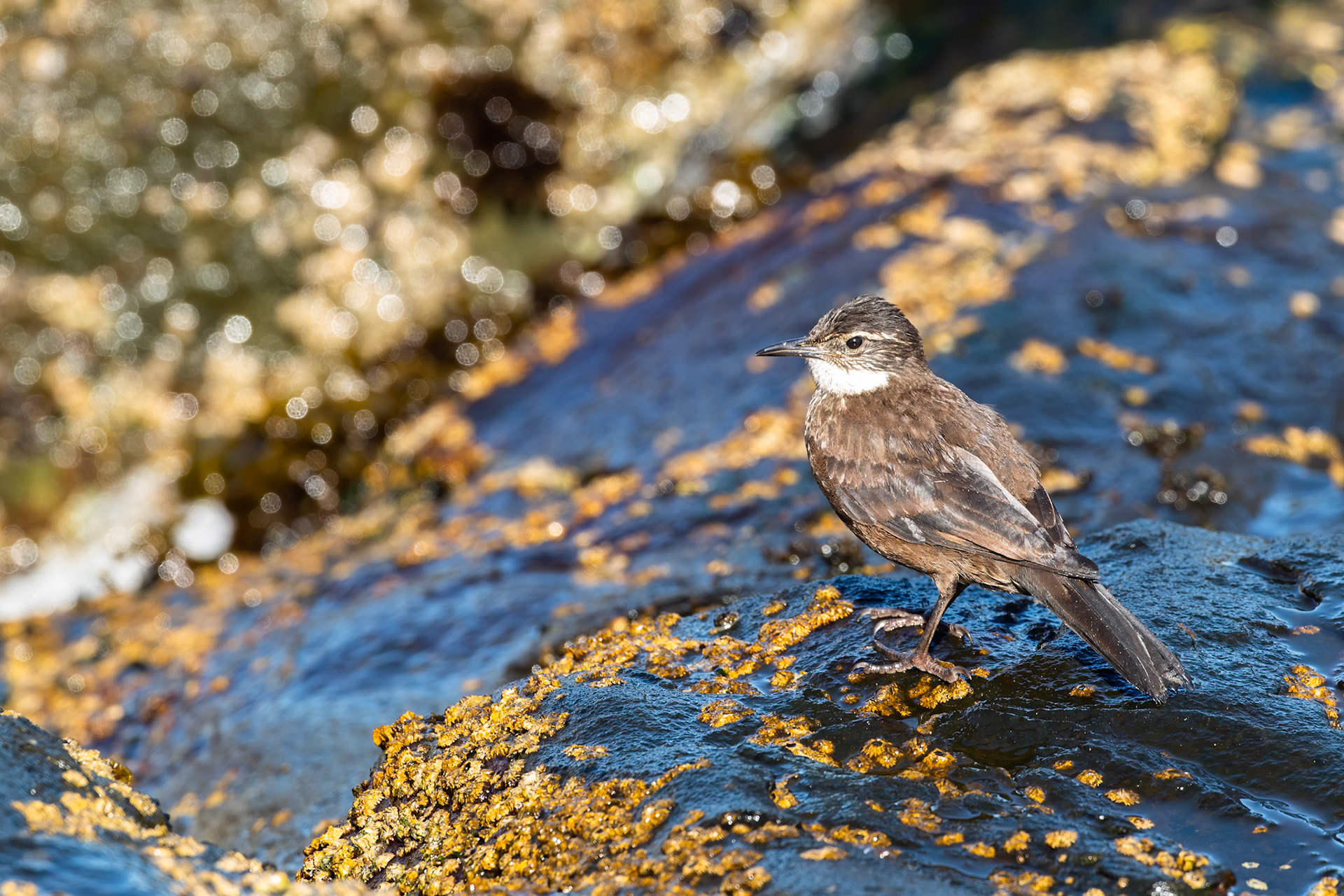 Chilean seaside cinclodes, Vinã del Mar, Chilé